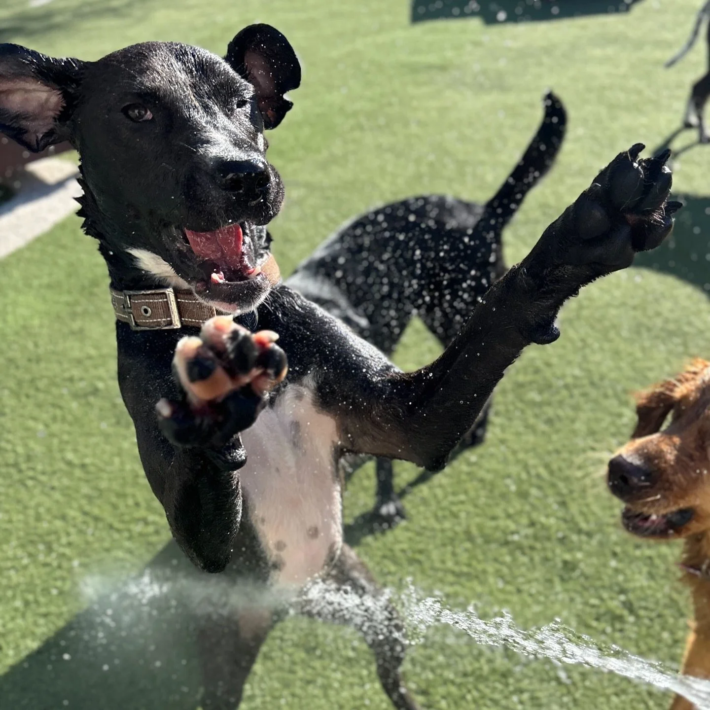 Last day at daycare, but furrever in our pack! Texas, take good care of our girl, 🐶Ivy! We&rsquo;ll miss her sweet personality and silliness . She spent today splashing in the water and soaking up every last bit of fun, just like she always does. 🥺