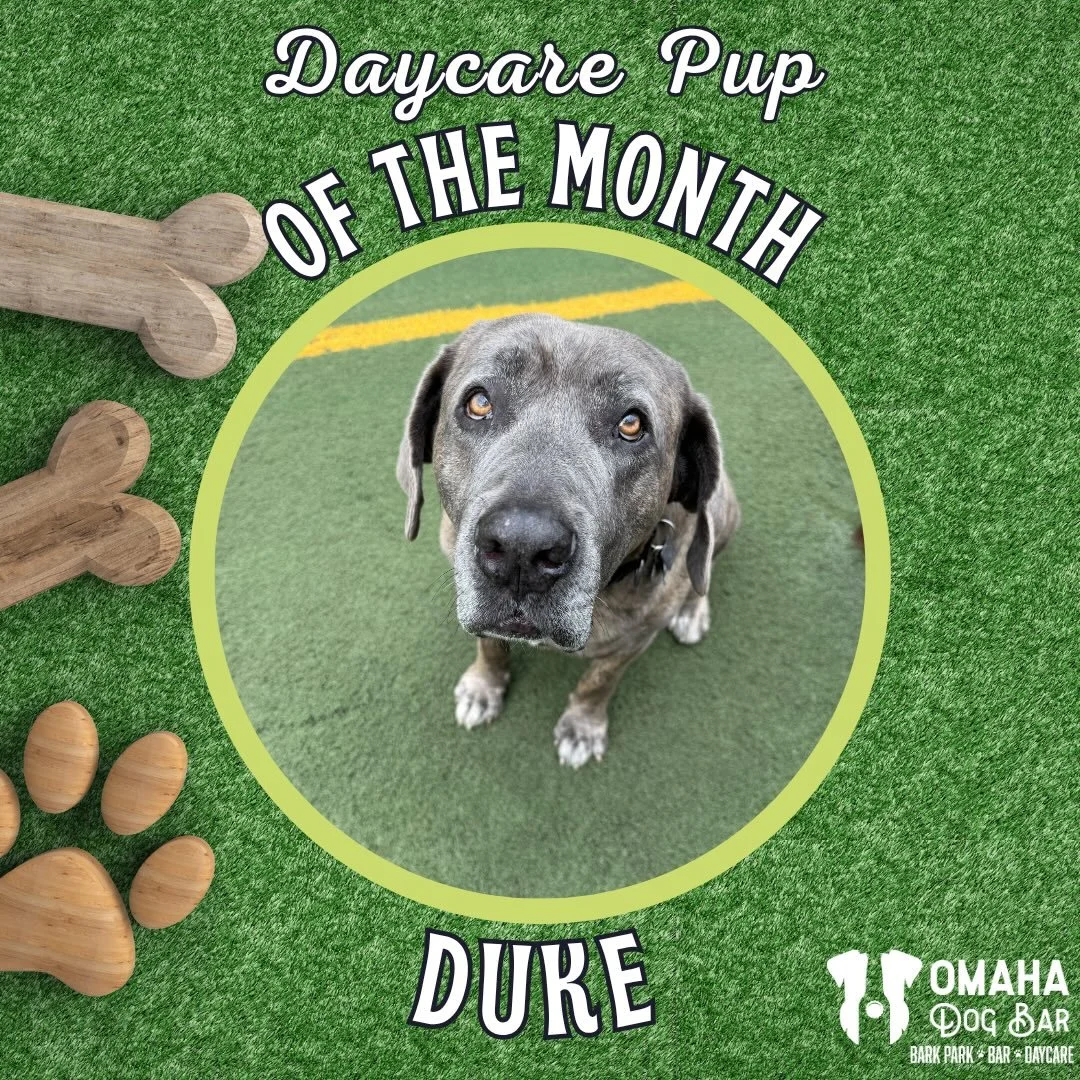 🥁Drum roll please: Our May Daycare Pup Of The Month goes to- DUKE!

🎉Fun Facts about Big Boy Duke:

☀️He is our sun bathing King. What better way is there to get beauty rest?!

🎶When Duke isn&rsquo;t busy tanning, he likes to lead choir practice w