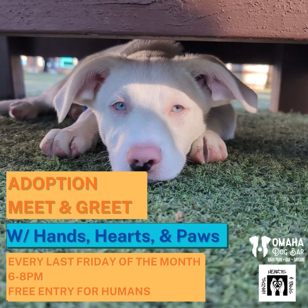 Hey folks! 

🎉We have some exciting news for you all: we will be hosting @handsheartspaws every last Friday of each month for an Adoption Meet &amp; Greet! 

📍Where: Omaha Dog Bar - our place of course! 
❓When: everyday last Friday, starting March 