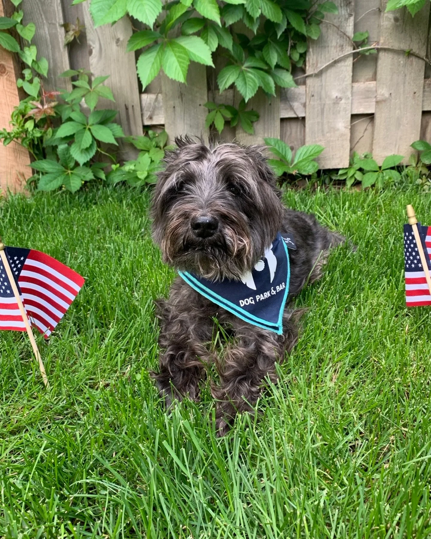 Friendly reminder that we are closed tomorrow for daycare and dog bar! Enjoy the holiday with all your fam and furrrriends!

We will be back at it on Tuesday! 🇺🇸😎🐶