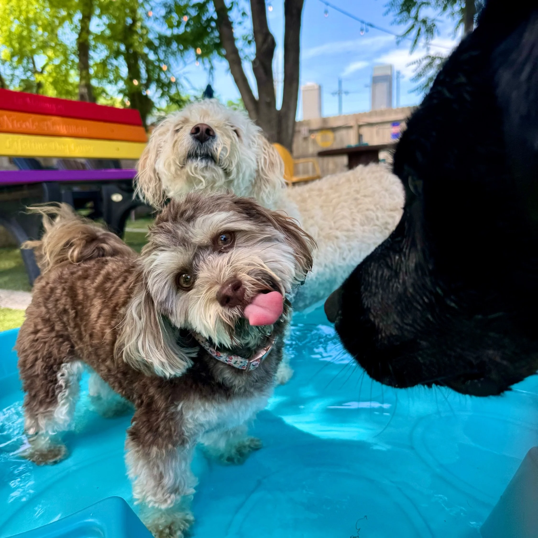 Hot girl summer ready! 💦💦💦🌞

🐶LuLu