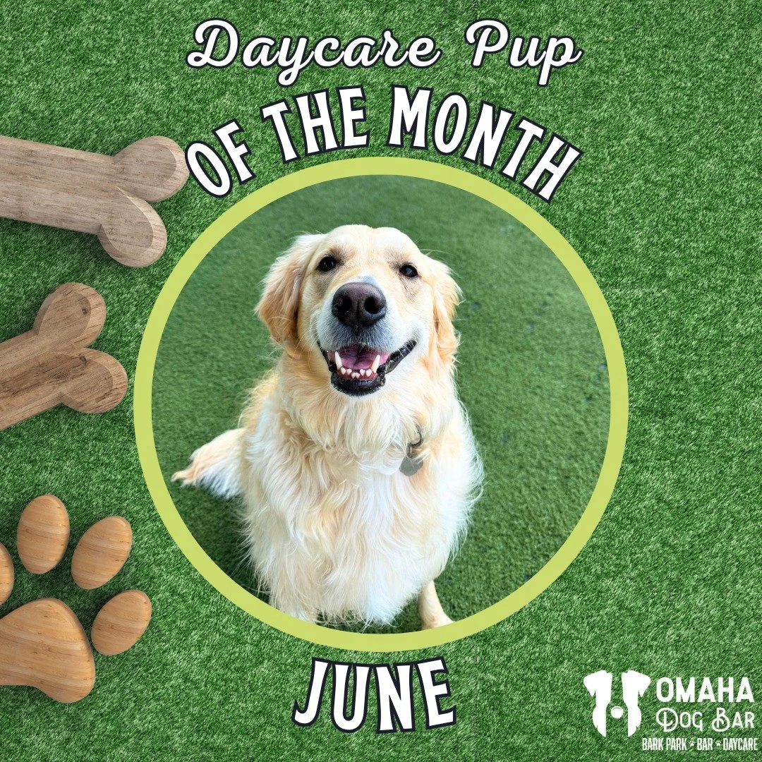 🌟🐾 June's Daycare Dog of the Month: JUNE! 🐾🌟

If you've ever met June, you know exactly why she earned this month's spotlight.

June is a 3-year-old Golden Retriever who brings sunshine with her everywhere she goes. She's famous around daycare fo