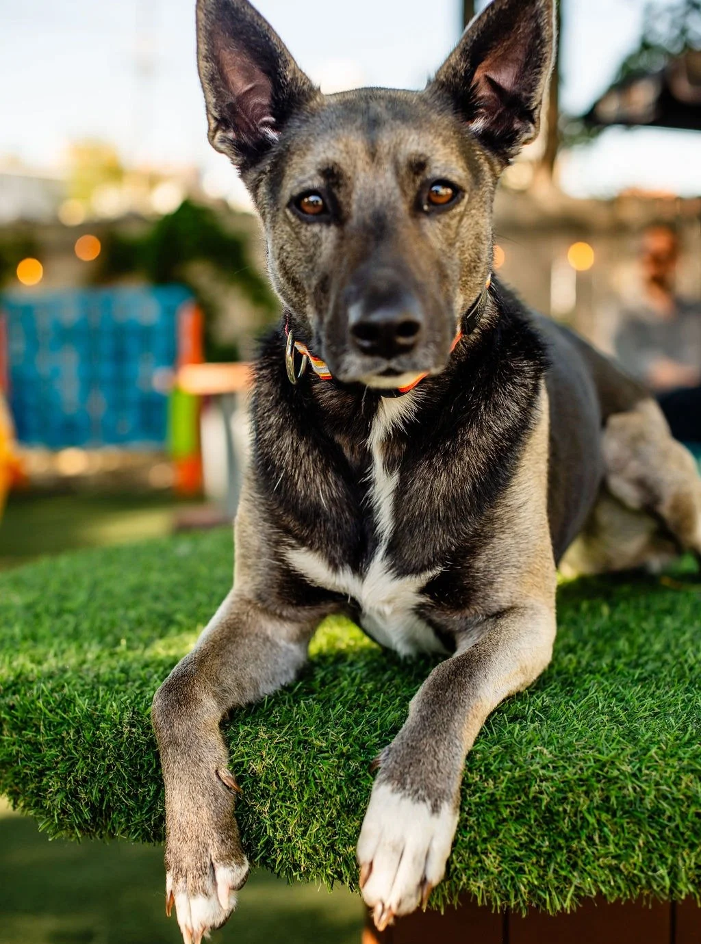 TODAY WE CELEBRATE 1,000 VISITS FOR ONE OF OUR FAVORITE LADIES!

Miss Zuul officially hit 1,000 visits today! 

This 5-year-old shepherd mix is known for her giant ears, her obsession with balls, and her sweet personality. While she's happy to hang a