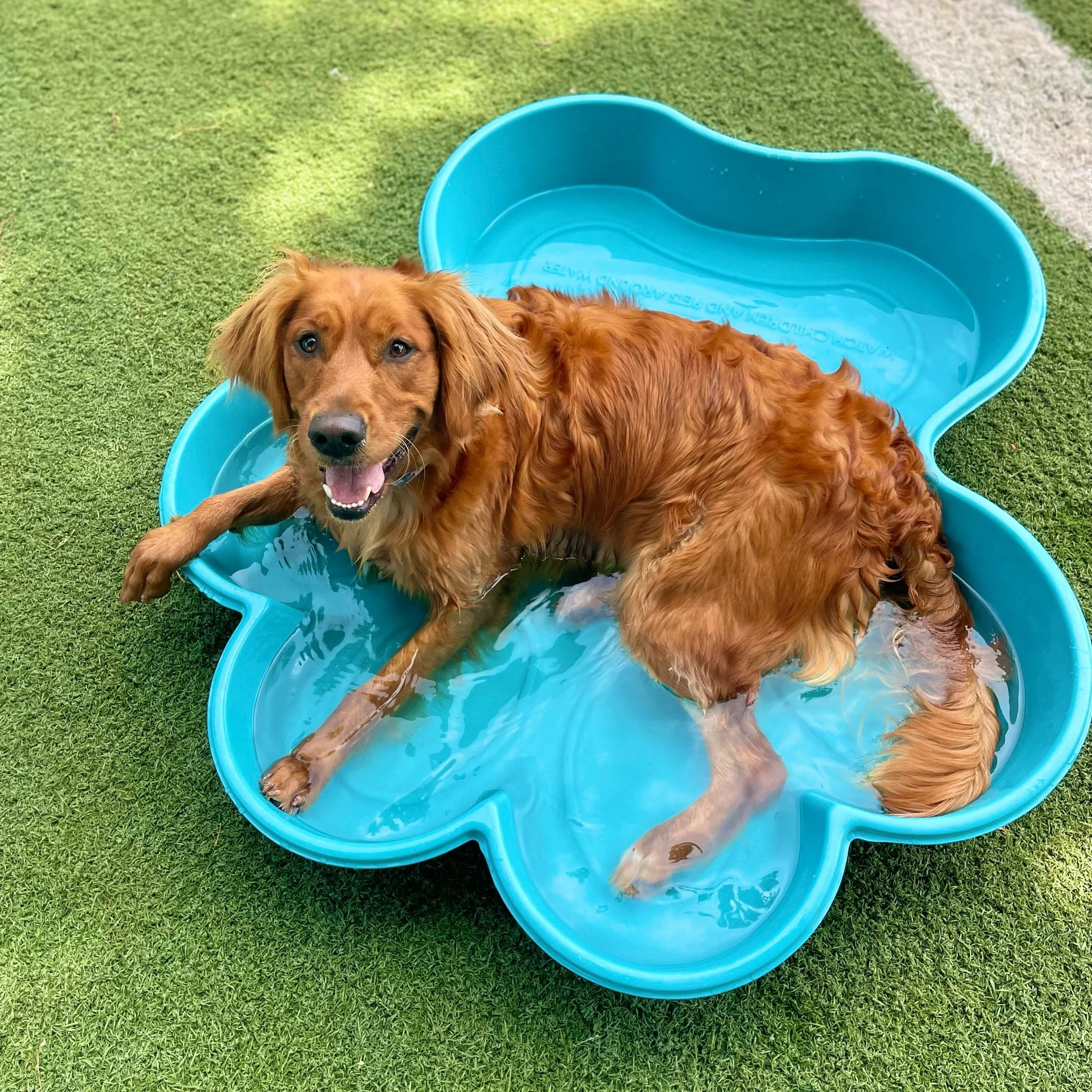 Certified lifeguard of the kiddie pool 💦🐶💕

Pools are ALWAYS out if the temps are right. 

🐶Millie
