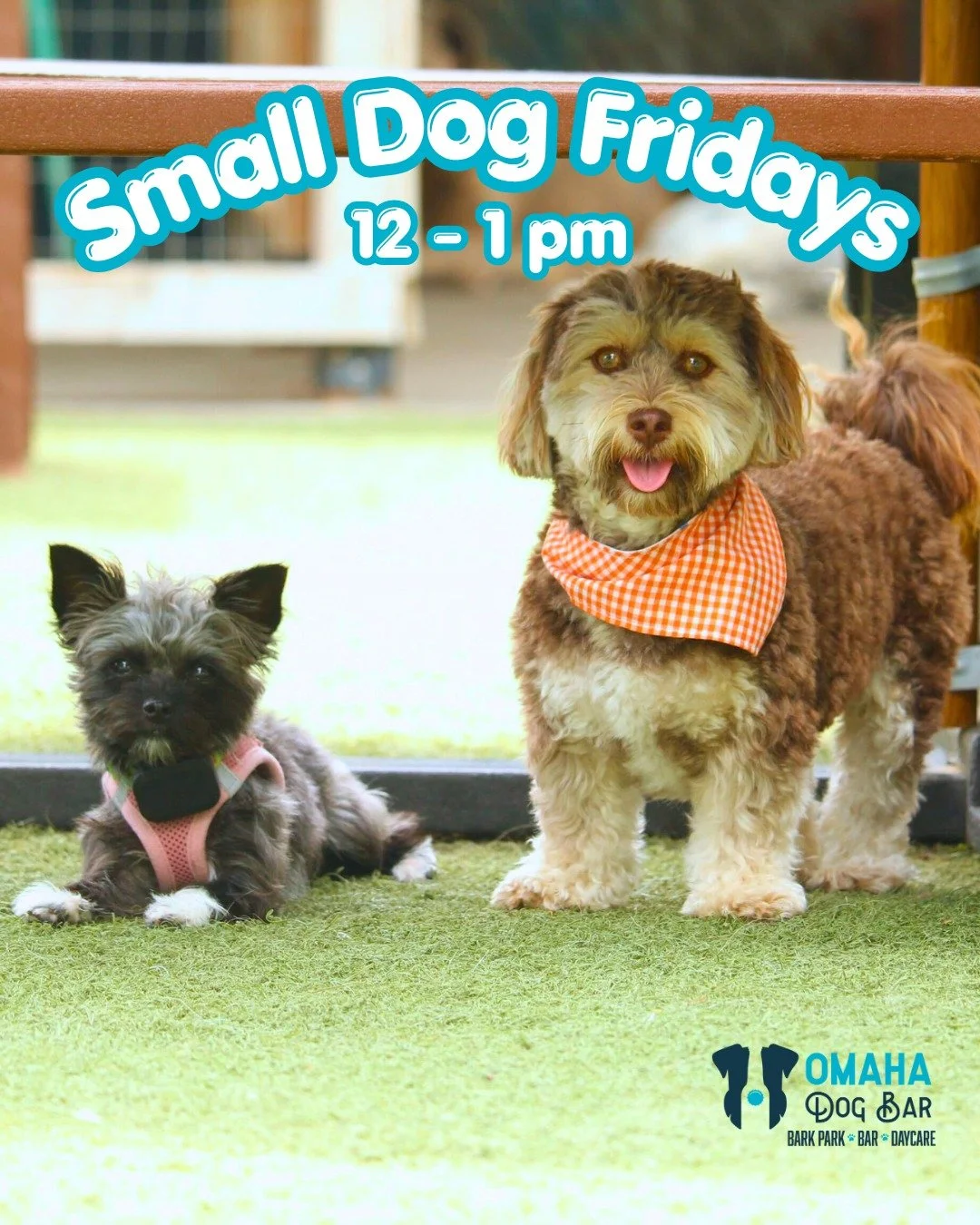 Every Friday, we open an hour early just for the littles! 🐶💕

From 12&ndash;1 PM, the park is reserved exclusively for pups 25 lbs and under. It's one of our most fav hours of the week - full of tiny zoomies, new friendships, and more cuteness than