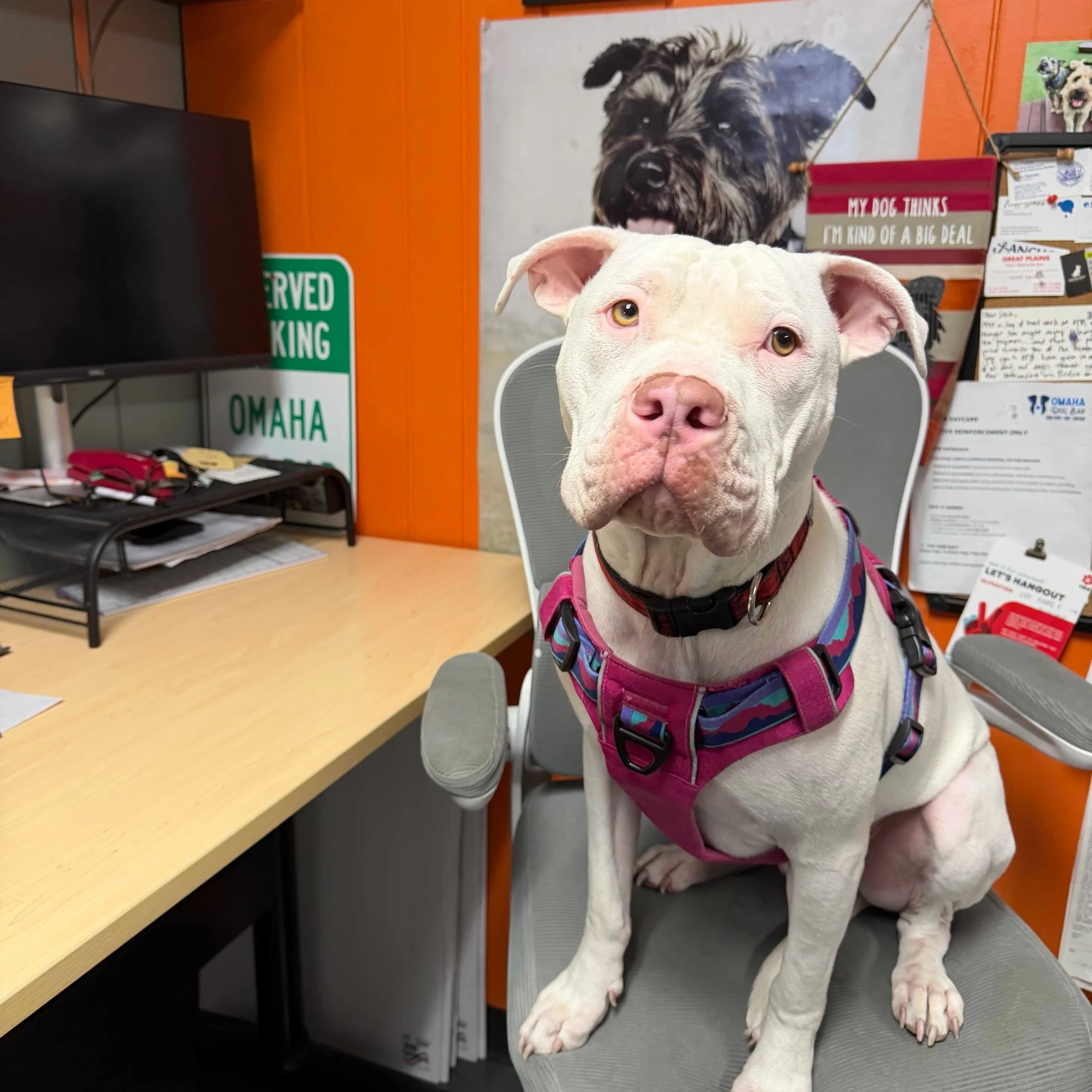 🐾 Sutton Update 🐾

This sweet pink pittie belongs to our pack member Brooke and was rescued through @bulliesnbeyondresq this year. He got some encouraging news at his specialist consult today at @siriusvet - the best folks.
They believe Sutton most
