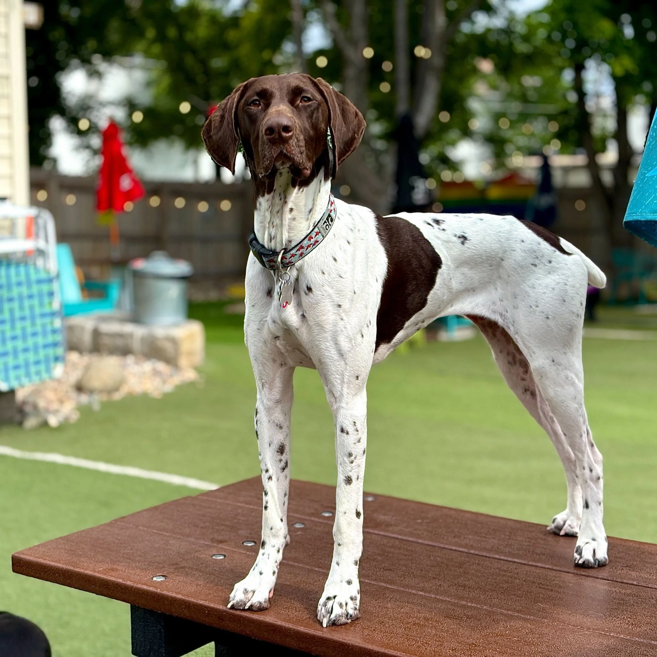 GSP meetup tomorrow morning (Sunday, June 21st) 10am-12pm! 

All Gsps receive 1/2 off admission and a free pup cup! Would love to see you! 

*We are open to the public there just be more of this breed than others during this time
