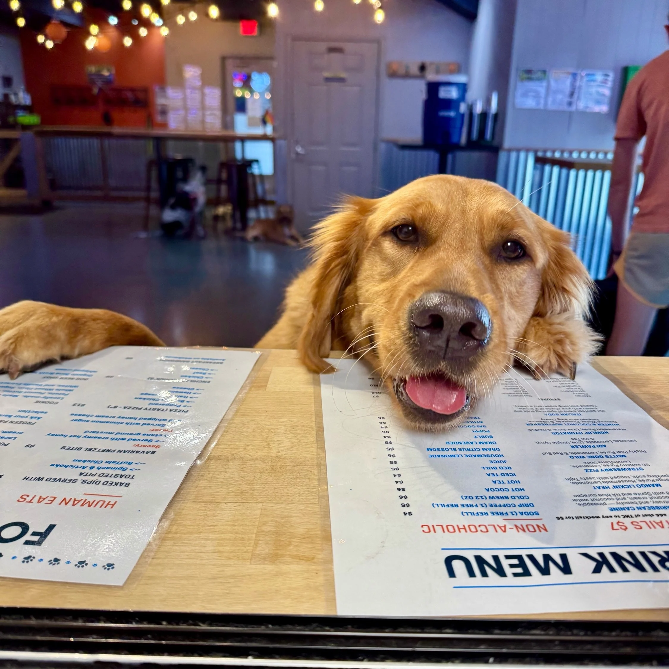 Please oh please can I get a pup cup? I promise I'll be the bestest Boyee! 🐶🥰😆