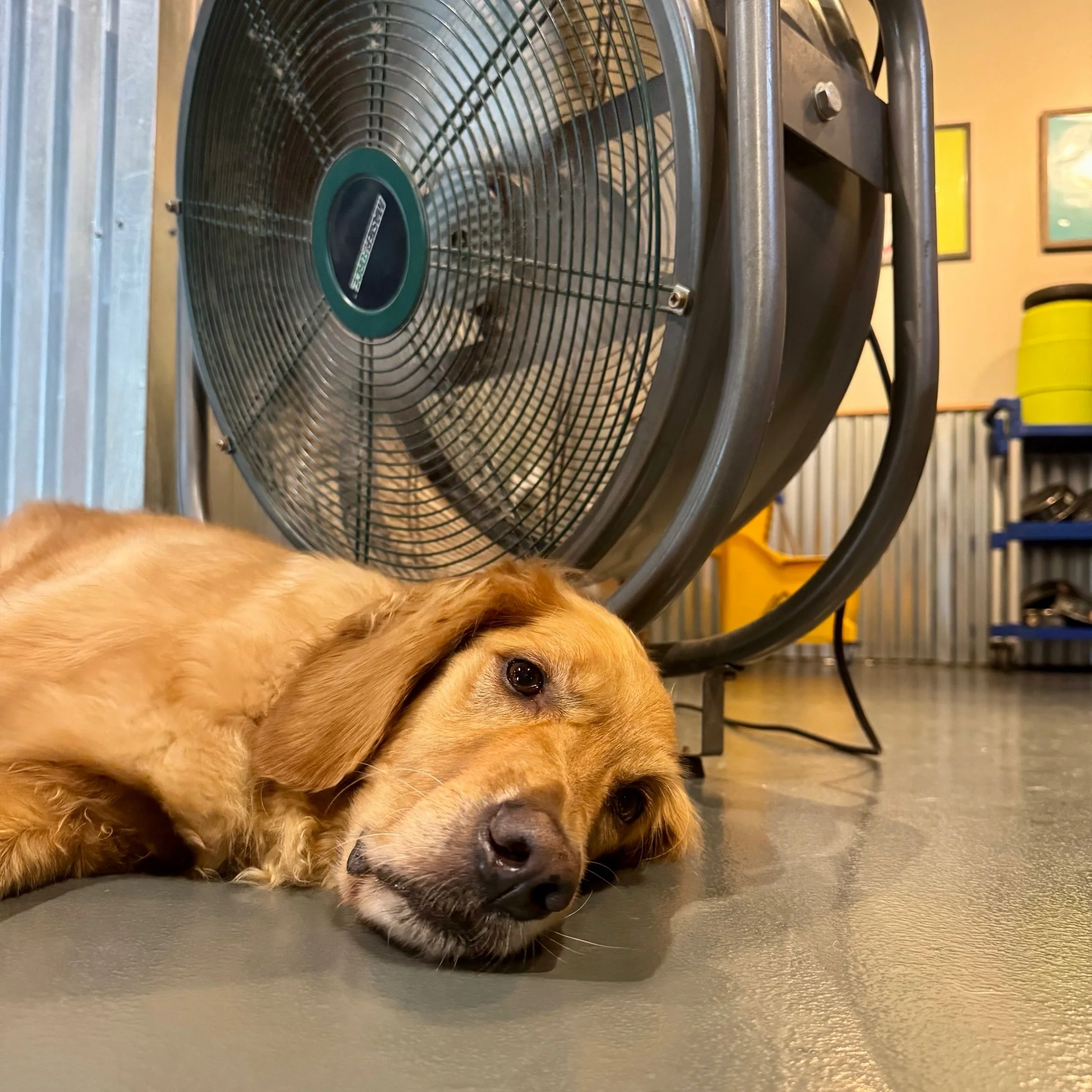 We feel you, Becker. 🥵🐾

Hope you&rsquo;re all staying cool out there today! Luckily, our daycare crew has plenty of ways to beat the heat - with A/C, splash pools, fans, and lots of shady spots to relax.

Stay cool, friends! 💦☀️🐶