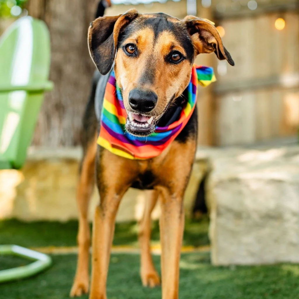 🌈 It's always Pride Month here at ODB.

We don't pack up the rainbow decorations on July 1. We just keep the party going. 🐶🏳️&zwj;🌈

Everyone deserves a place where they can show up exactly as they are, and that's the kind of community we're prou