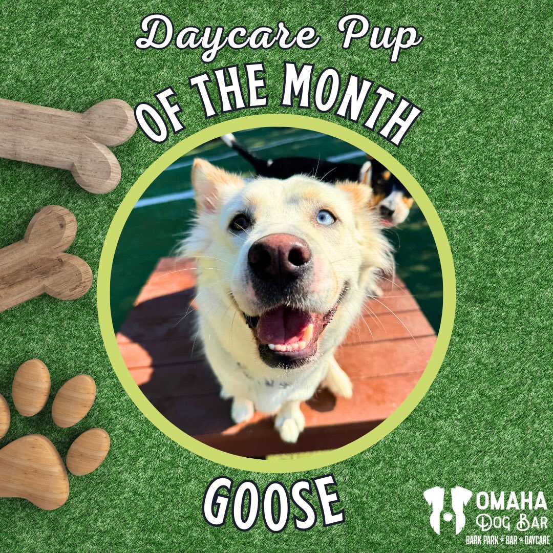 🥁July&rsquo;s Daycare Pup of the Month: Goose!🥁

✨Fun Facts about this charming, four-legged, man:

💕Goose is a classic case of patience is a virtue. We met a very shy Goose, but as his daycare teachers worked at gaining his trust, he now loves co