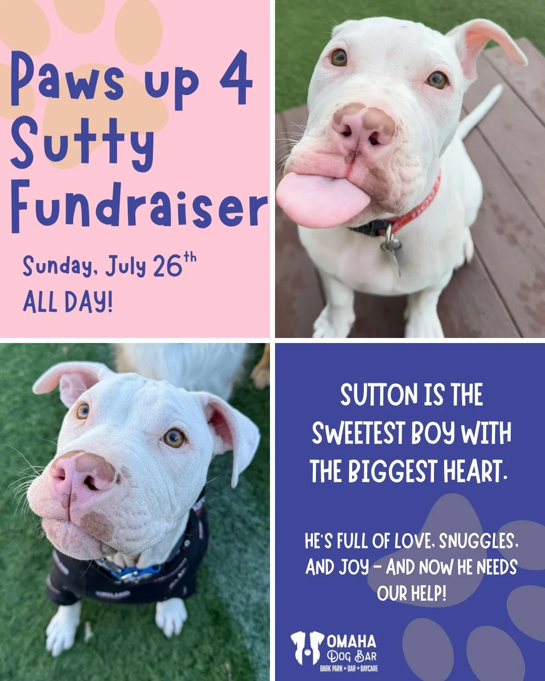 🐾🩷 Paws Up for Sutty 🩷🐾

Join us for a day of drinks, raffles, treats, and community as we help sweet Sutty get the elbow surgeries he needs to live a pain-free life!

🗓️ Sunday, July 26th
🧘 Doga with Yoga Together Wellness | 9&ndash;10 AM ($15
