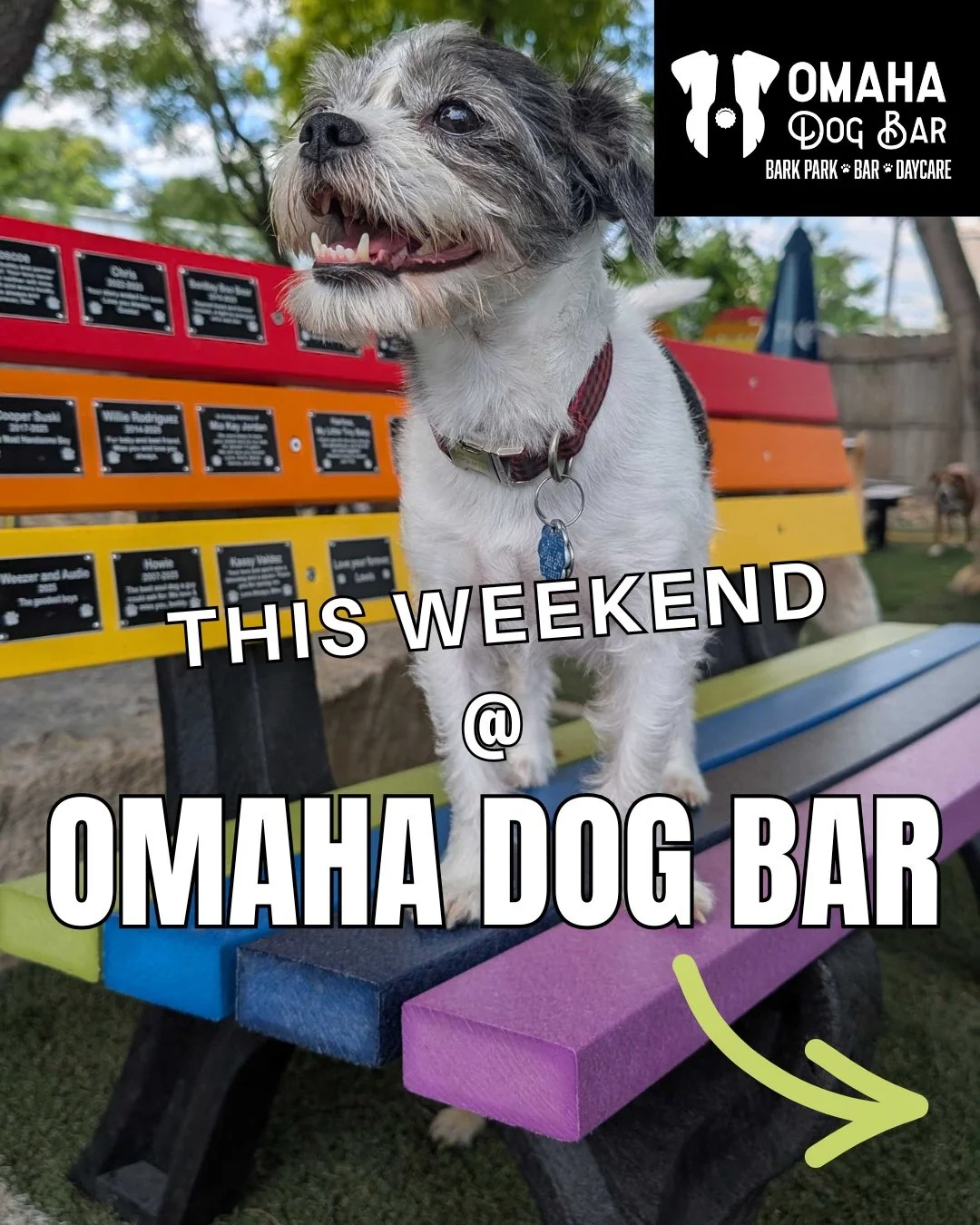Who's ready for an awesome weekend at ODB? 

🎶 FRIDAY: Kick off the weekend with live music from Patrick Conrad! Grab a drink, let your pup play, and enjoy a fun, laid-back evening with great music and good vibes.

🌈 SATURDAY (10 AM&ndash;1 PM): Ce