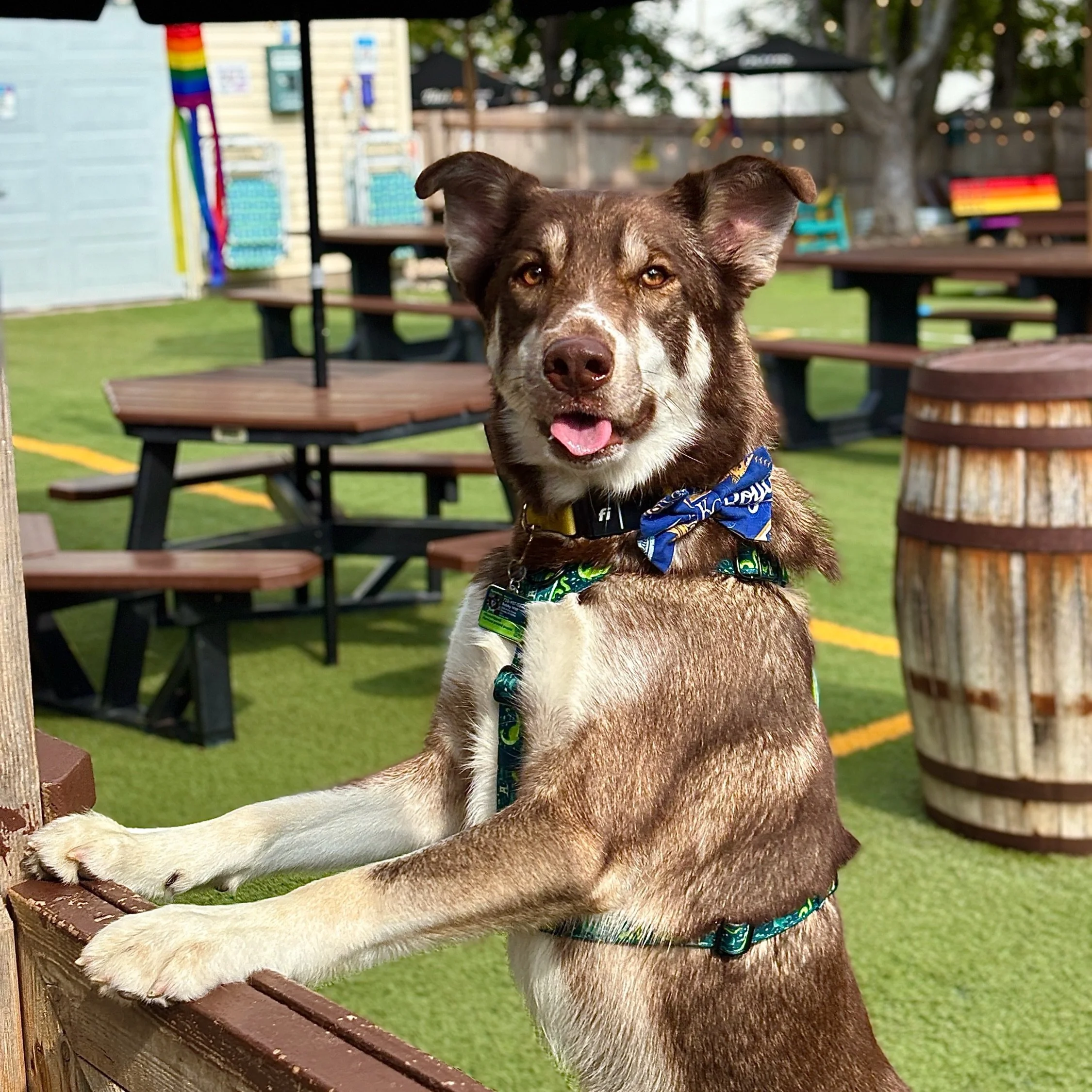 Oh hey, ladies! 

I&rsquo;m Bobby Witt Jr. It was my first day of doggy daycare today&hellip; but honestly, I think I deserve Employee of the Month already. 

I love when we get new dogs at daycare! This Husky mix stole our hearts! 💕

📸Taylor