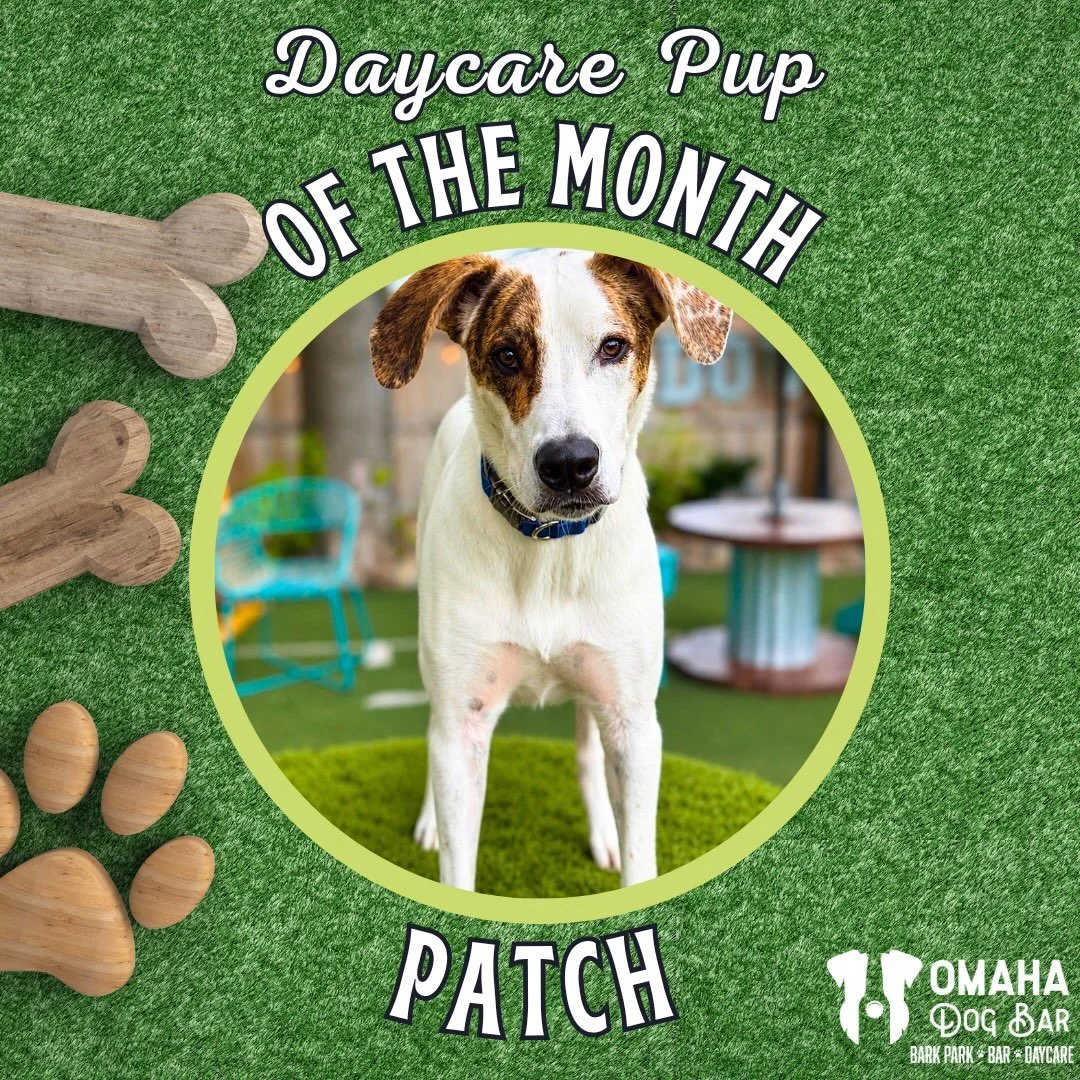 🎉We&rsquo;ve got some exciting news for Patch! New month means new Daycare Pup Of The Month and he&rsquo;s our spotlight!🎉

🩷Fun Facts about this four-legged GQ model:
🕺🏻Patch has some of the best dance moves! He shakes his booty at us when he w