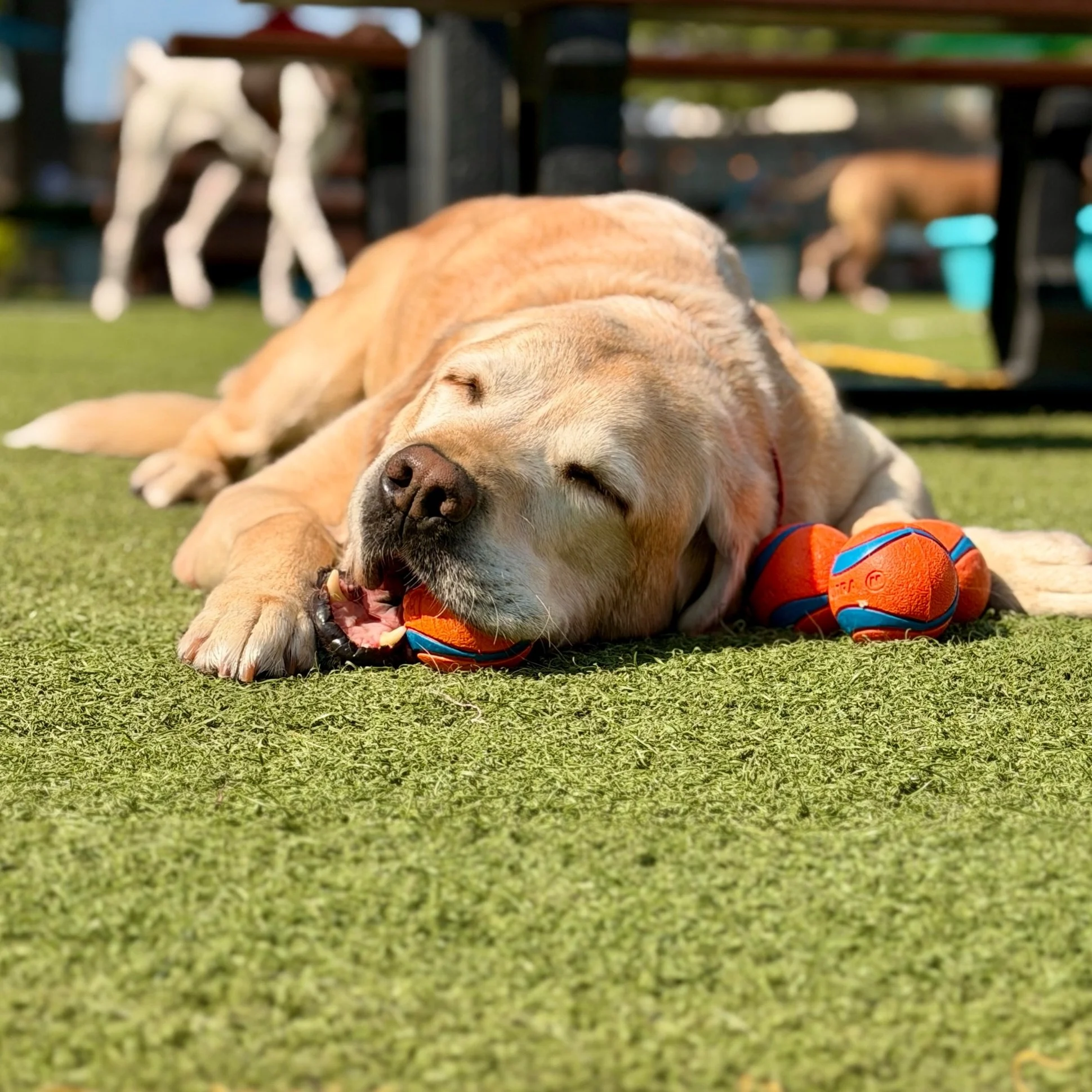 🎾 Ball Time at ODB!

🐾 Weekdays: Before 5 PM 🐾 Weekends: After 5 PM

We provide Chuckit!-style balls and sanitize them after each use, so there's no need to bring your own.

If your pup has trouble sharing or tends to guard toys, we recommend visi
