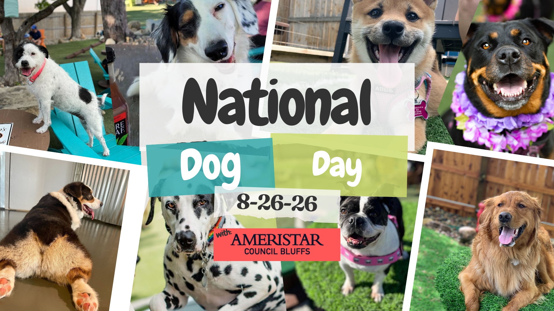 National Dog Day w/ Ameristar