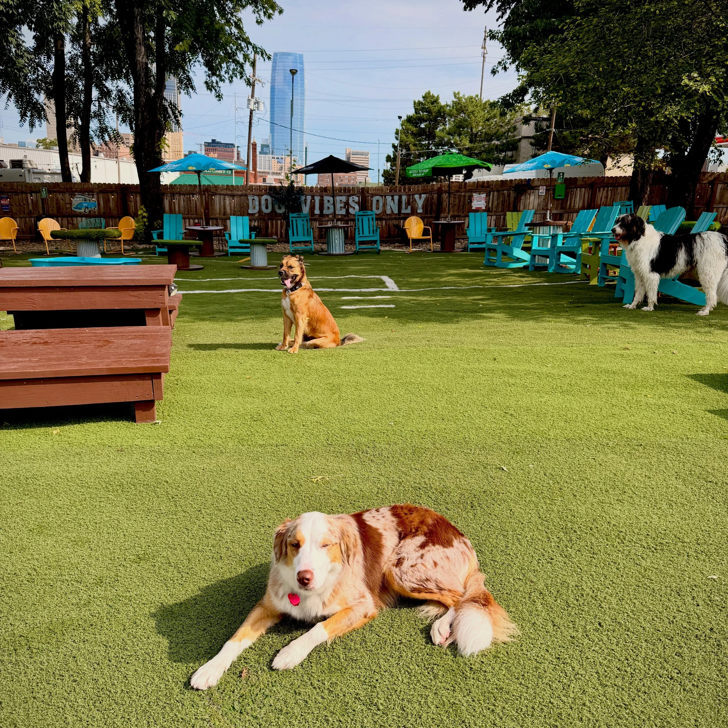 When that sun hits after a day of rain... ☀️🥰🐶

🐶Rudi
🐶Stevie
🐶Gus 

#dogdaysofsummer☀️ #dogdaycarelife