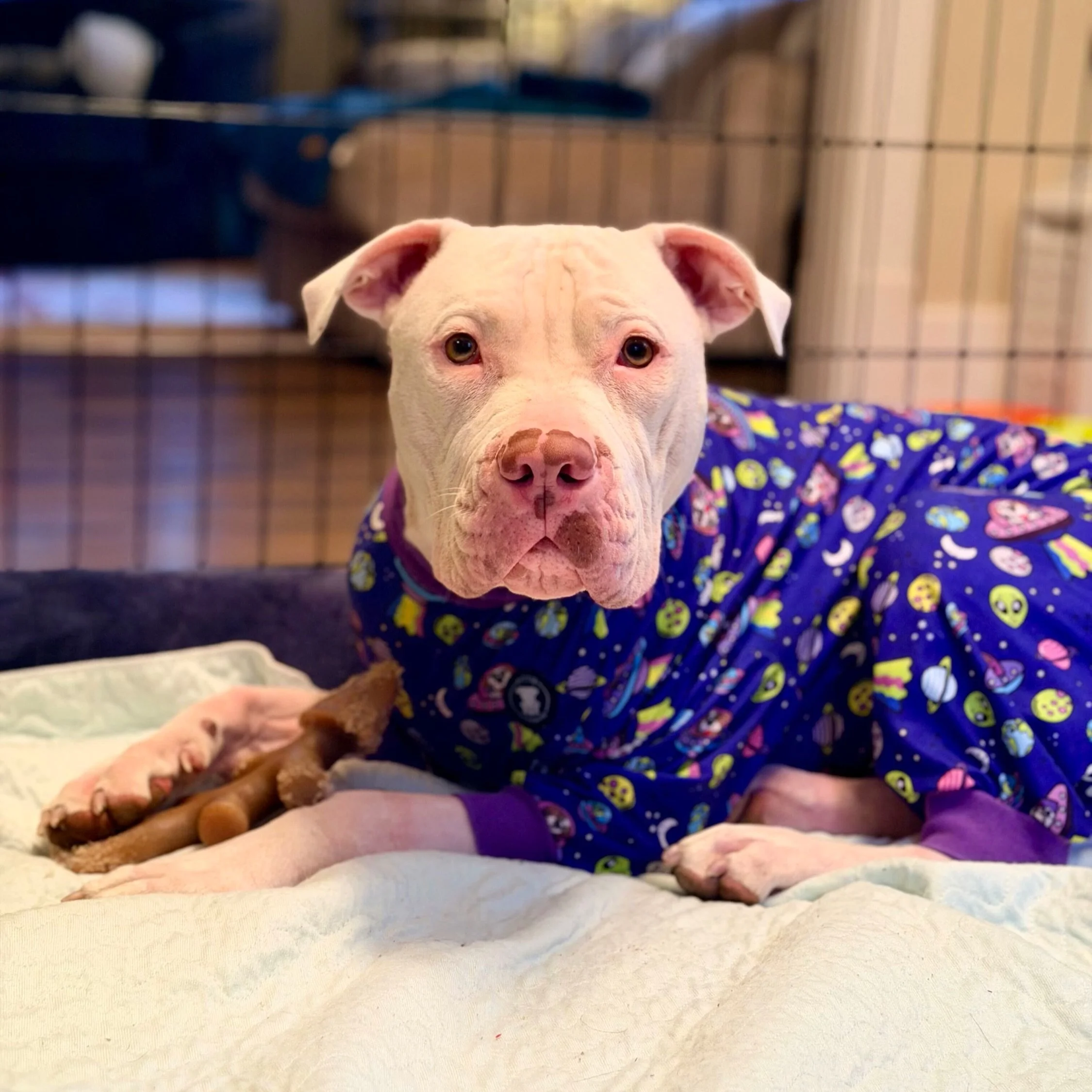 Sutty is missing all of his friends at the Omaha Dog Bar, so he asked to give everyone an update as he is in recovery and isn&rsquo;t able to share the good news with everyone himself.

We are now a full week out from his surgery to correct bilateral