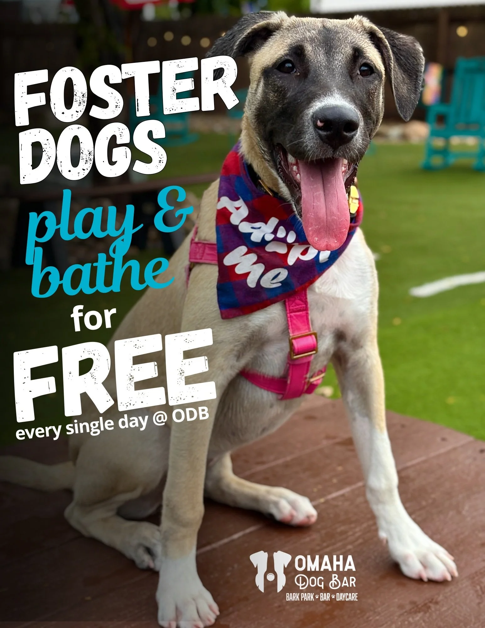 Foster dogs can come play for FREE AND enjoy our self-service dog baths for FREE while they wait for their furrrever homes.

ODB is also a great place for foster pups to meet potential adopters in a fun, social, off-leash setting. It gives people a c