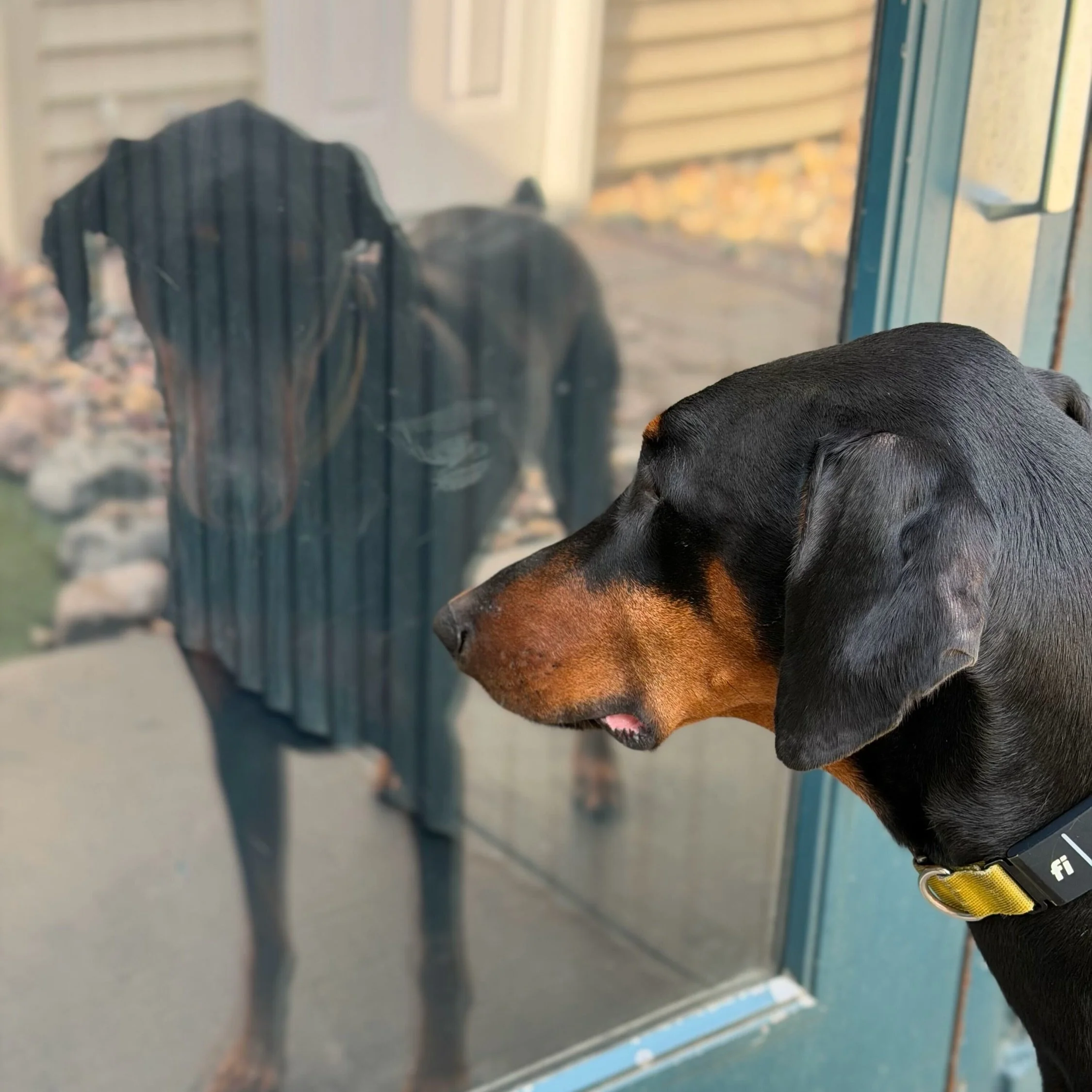 POV: Caught checking out the hottest bitch in the park. 😆

📸Maiya
🐶Norm