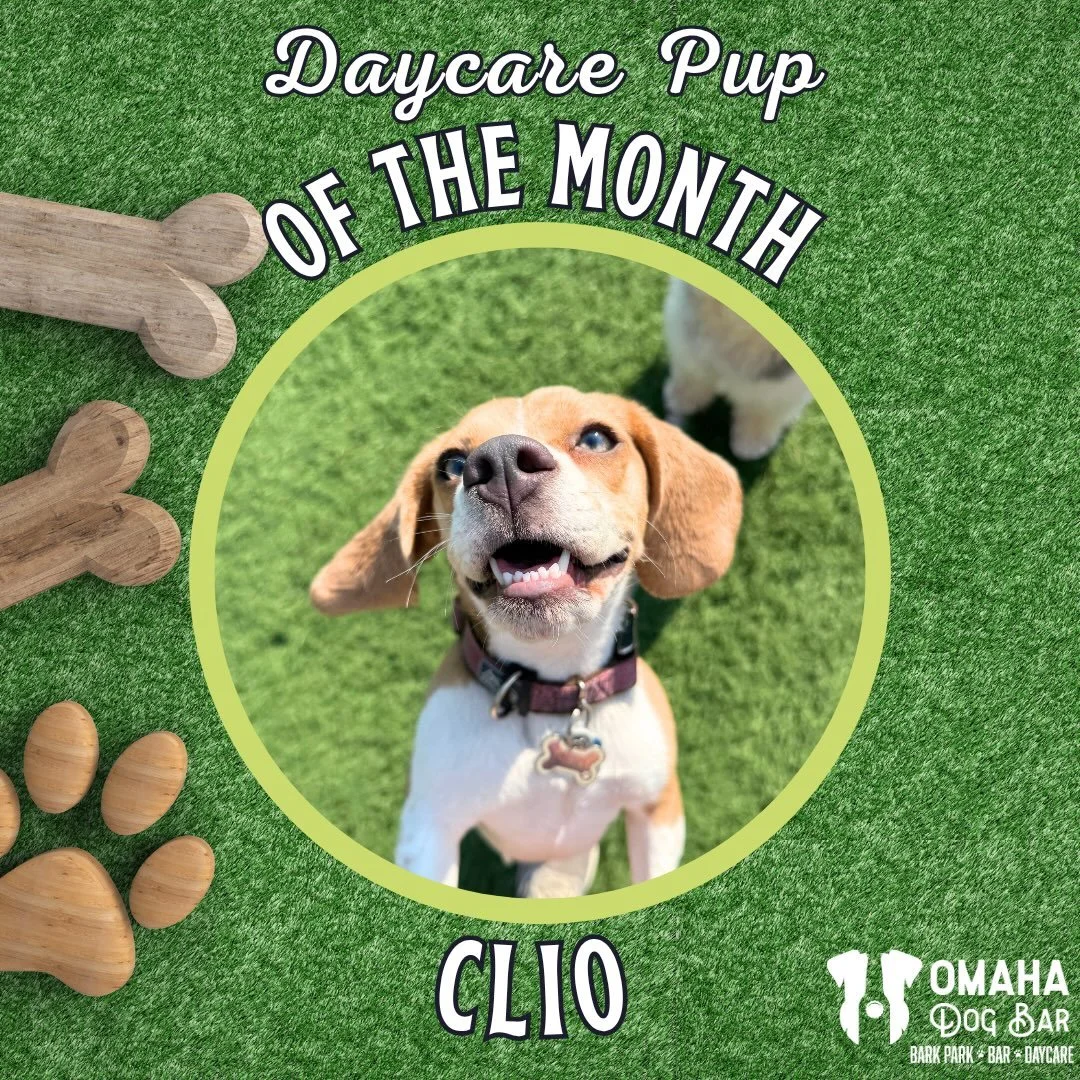 🎉🐾 OUR SEPTEMBER PUP OF THE MONTH GOES TO - CLIO! 🐾🎉

Meet Clio &mdash; our resident energizer bunny and certified life of the party! 

💃 This baby beagle has ALL. THE. PERSONALITY. and she never lets a daycare day go by without bringing the spu