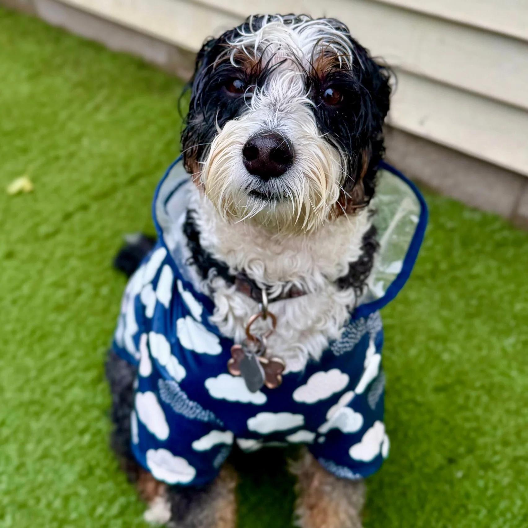 We have some happy, soggy doggies at daycare today!

One of my fav things about our facility is that even on rainy days, the dogs can still have the best time! We have turf outside so they never get muddy, and when it gets a little TOO rainy, we have