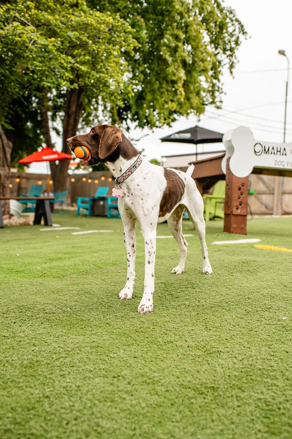 ODBBarktoberfest-8.jpg