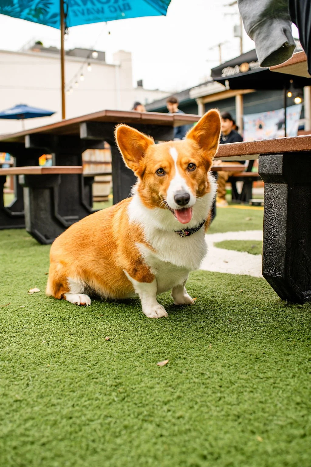 ODBBarktoberfest-17.jpg