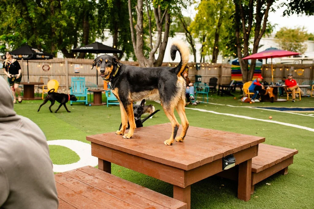 ODBBarktoberfest-18.jpg