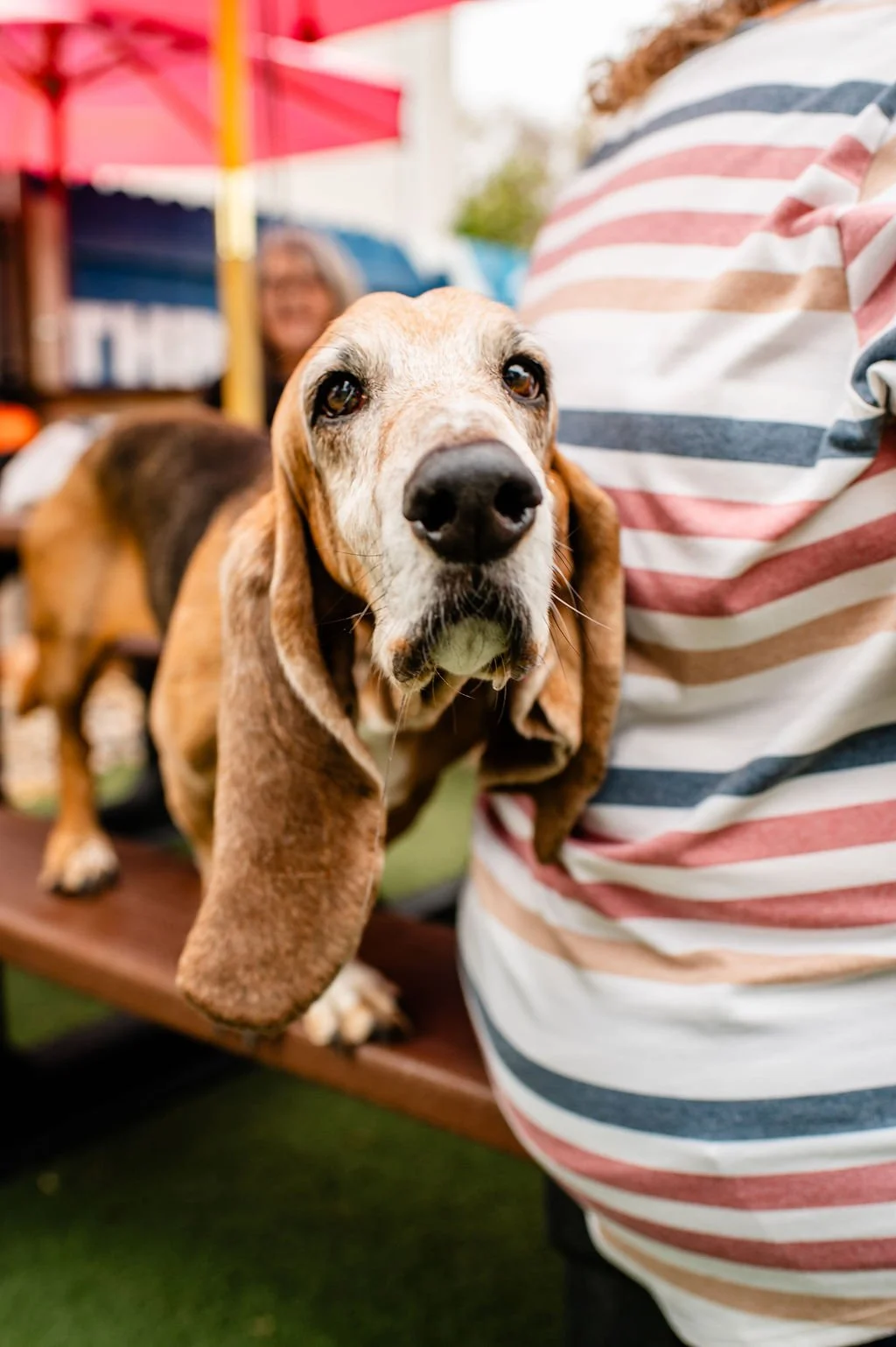ODBBarktoberfest-21.jpg