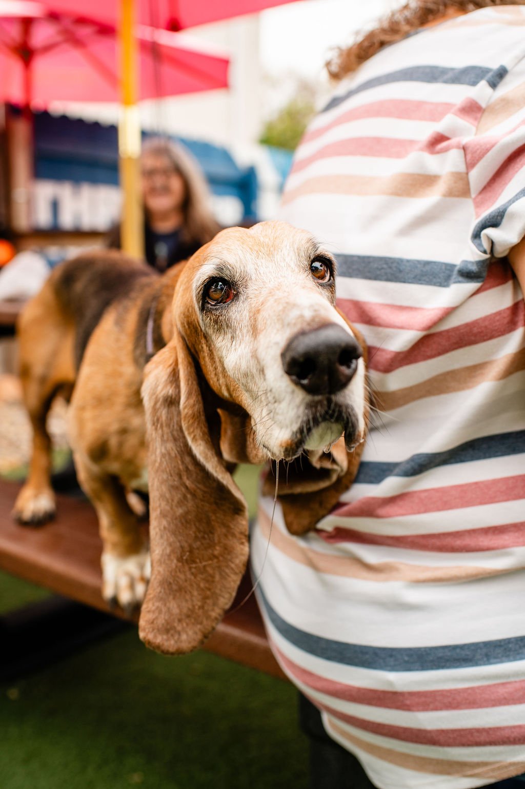 ODBBarktoberfest-22.jpg