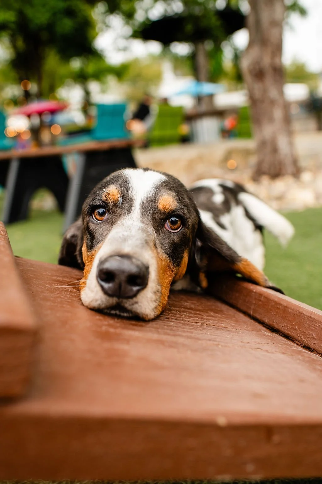 ODBBarktoberfest-23.jpg