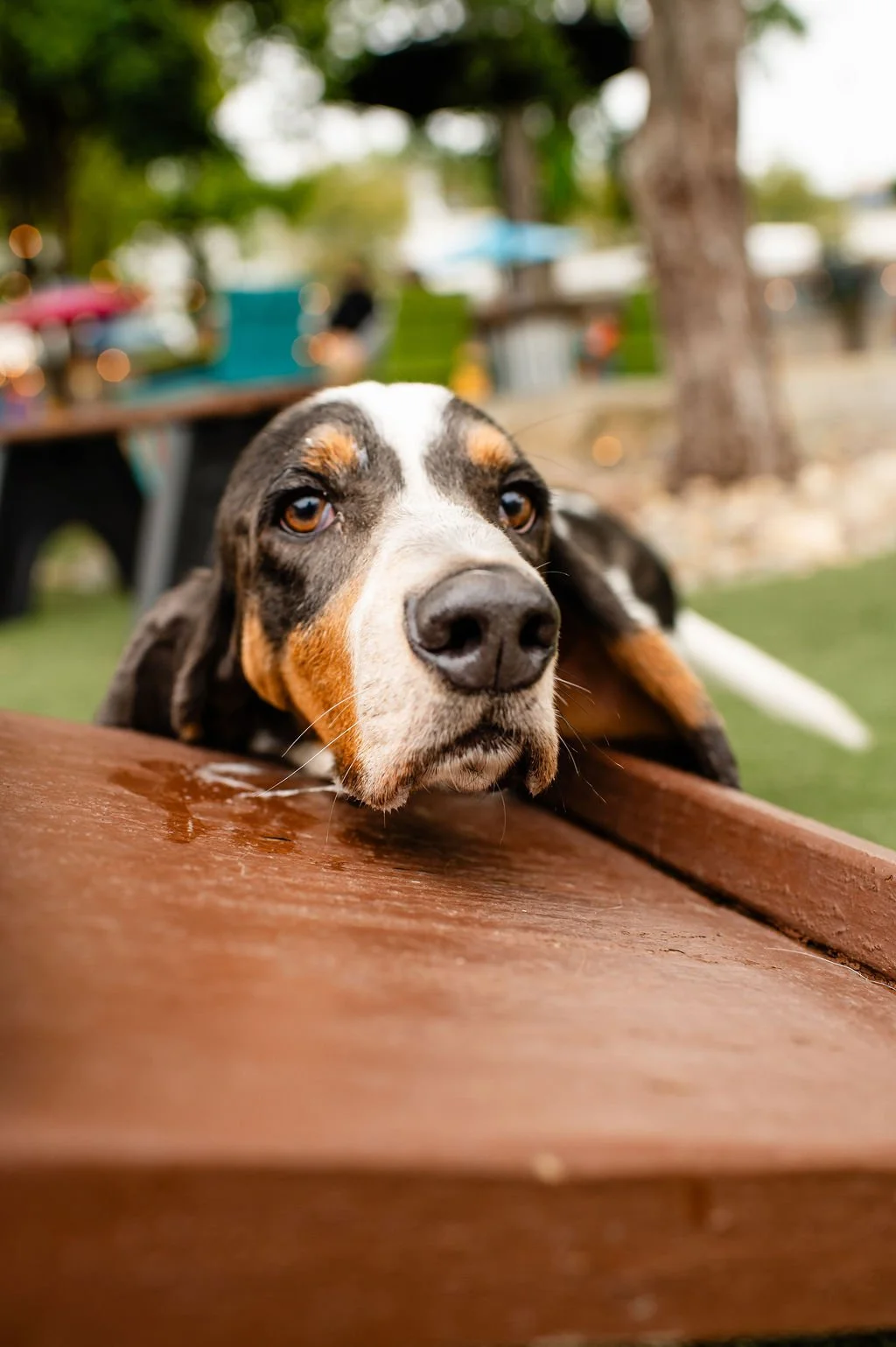 ODBBarktoberfest-24.jpg