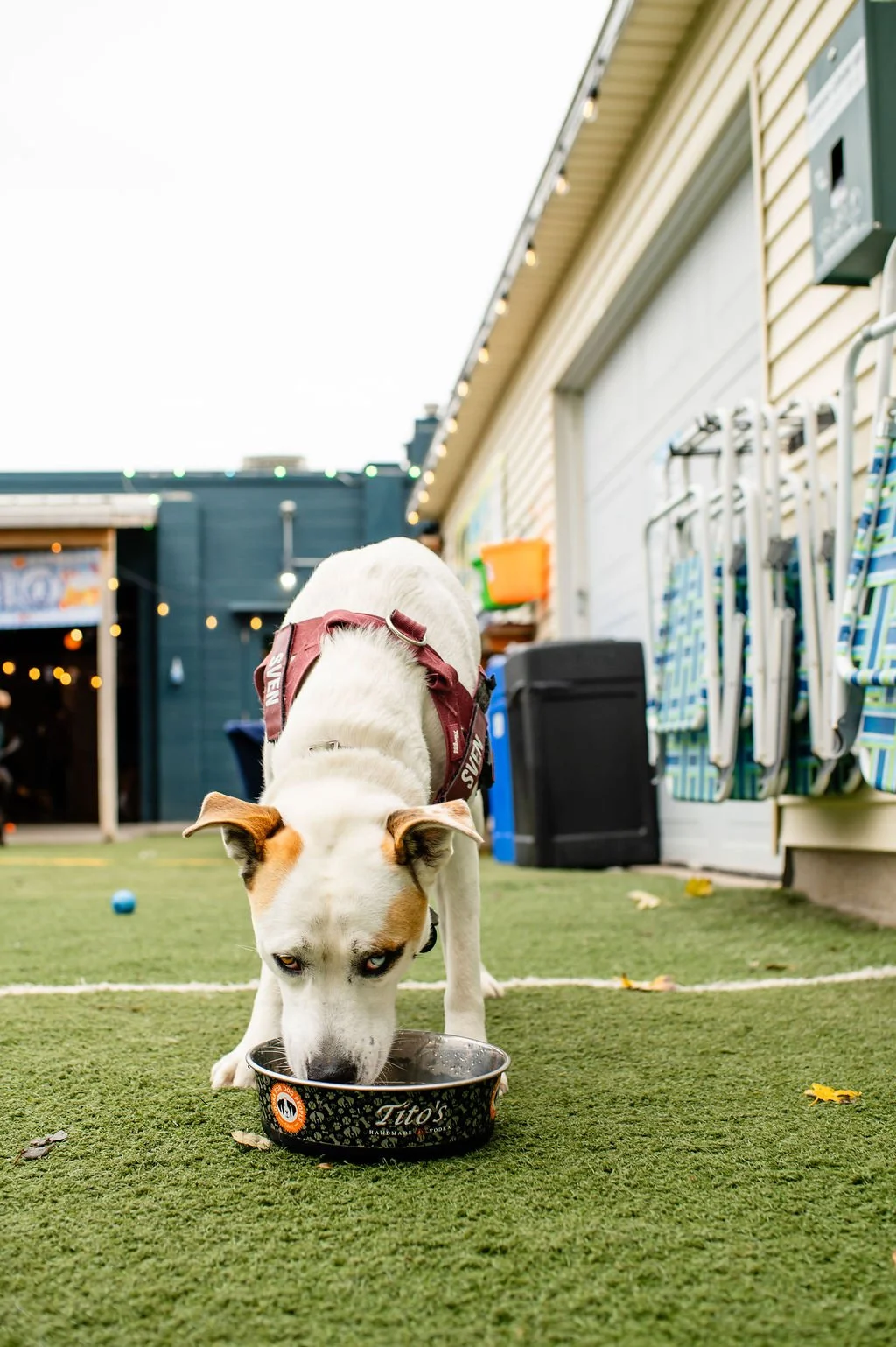 ODBBarktoberfest-25.jpg