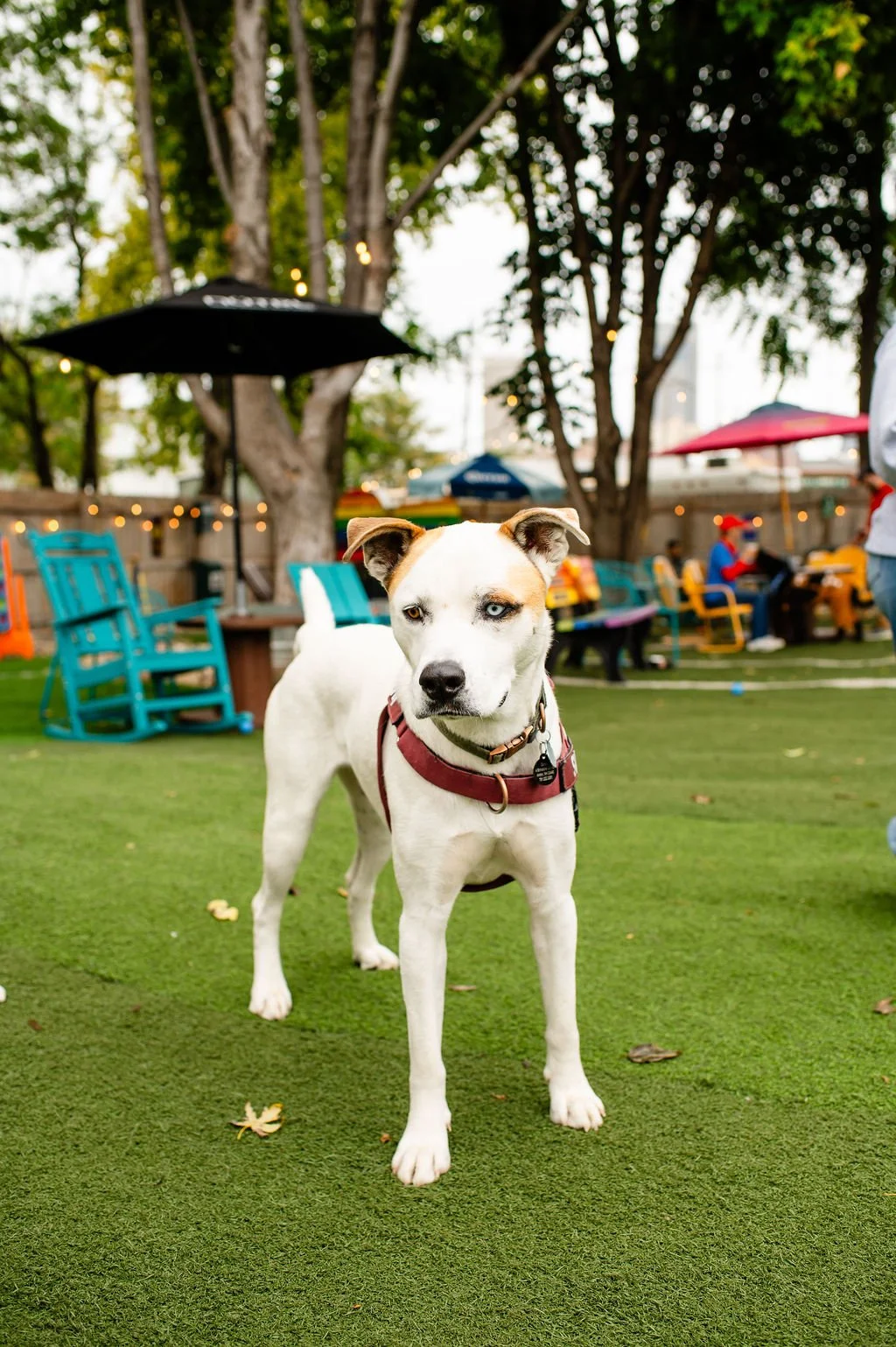 ODBBarktoberfest-27.jpg