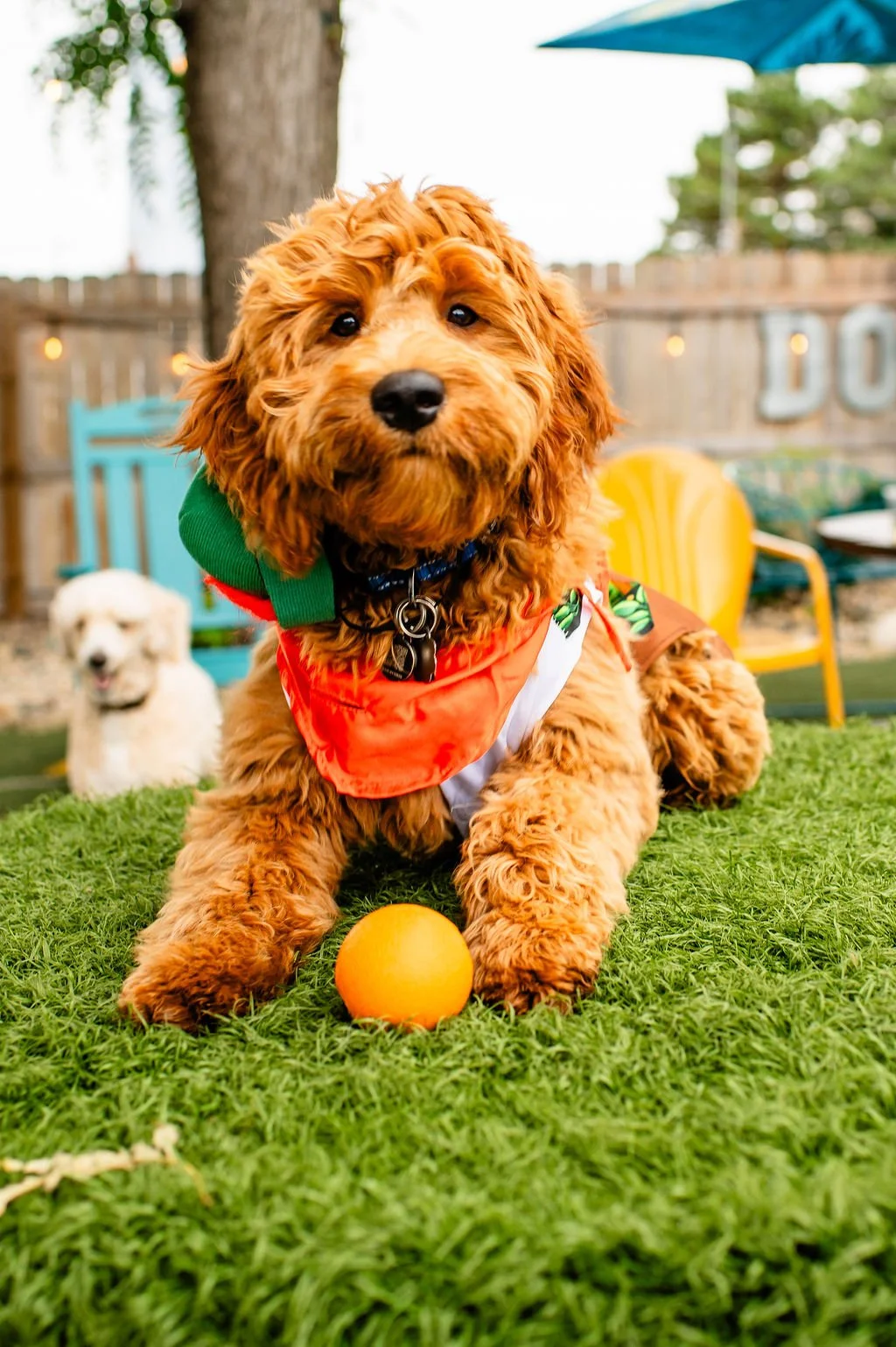 ODBBarktoberfest-28.jpg