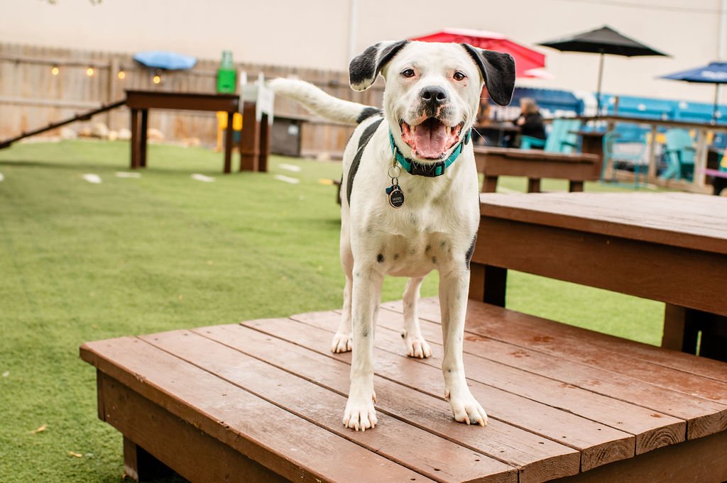 ODBBarktoberfest-31.jpg
