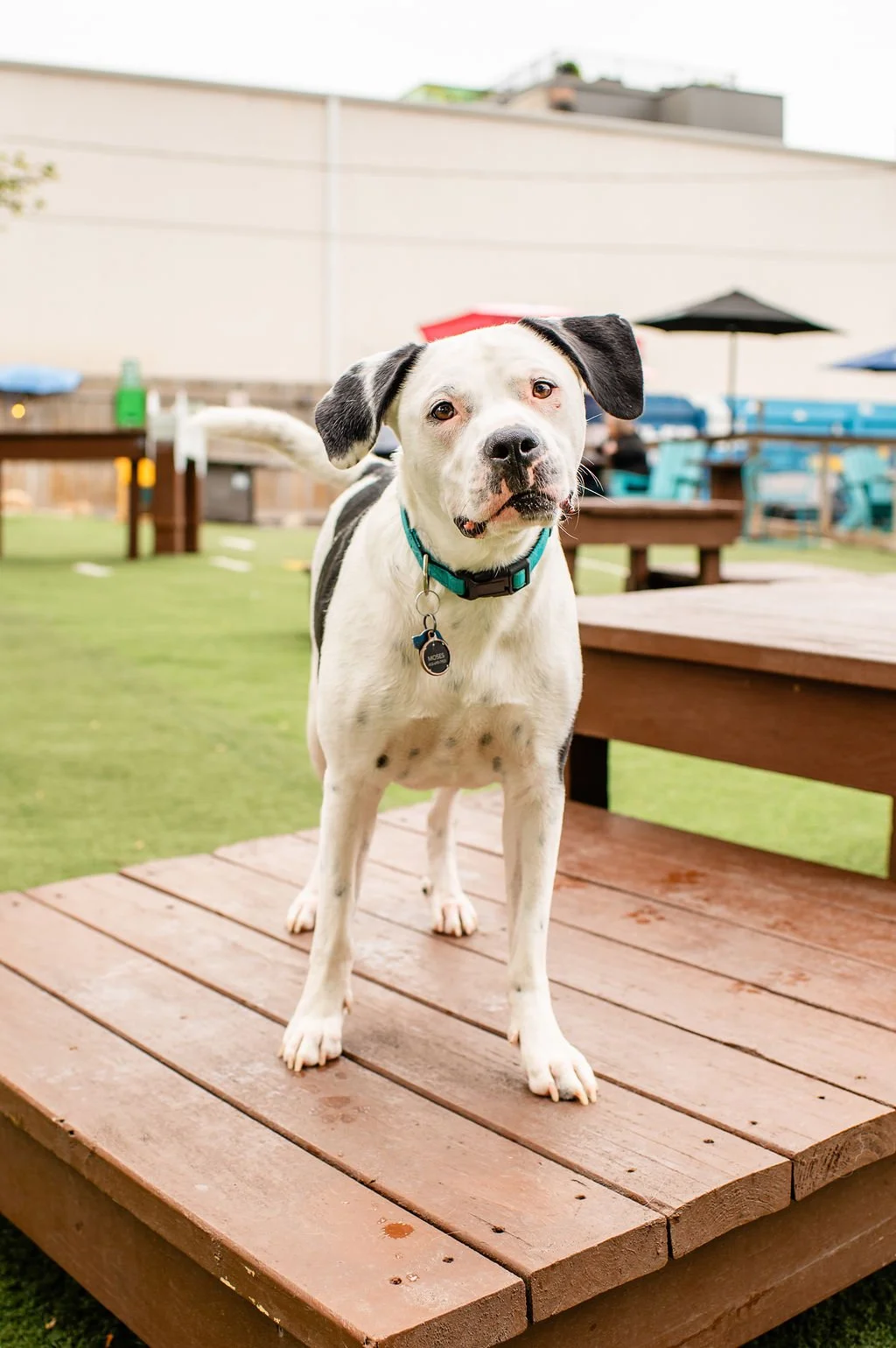 ODBBarktoberfest-32.jpg