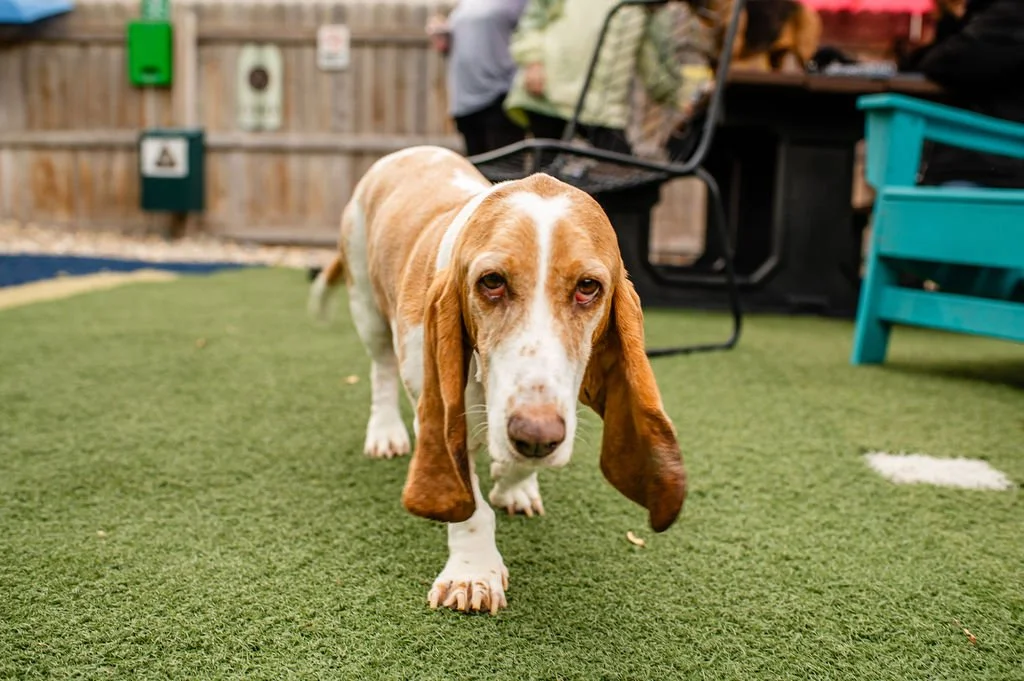 ODBBarktoberfest-33.jpg