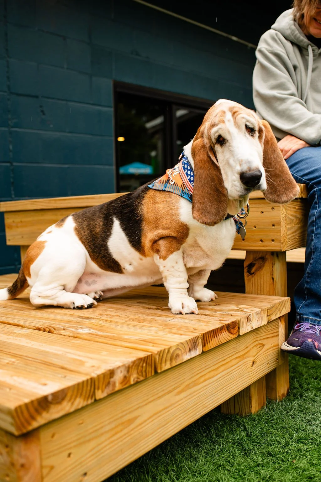 ODBBarktoberfest-36.jpg