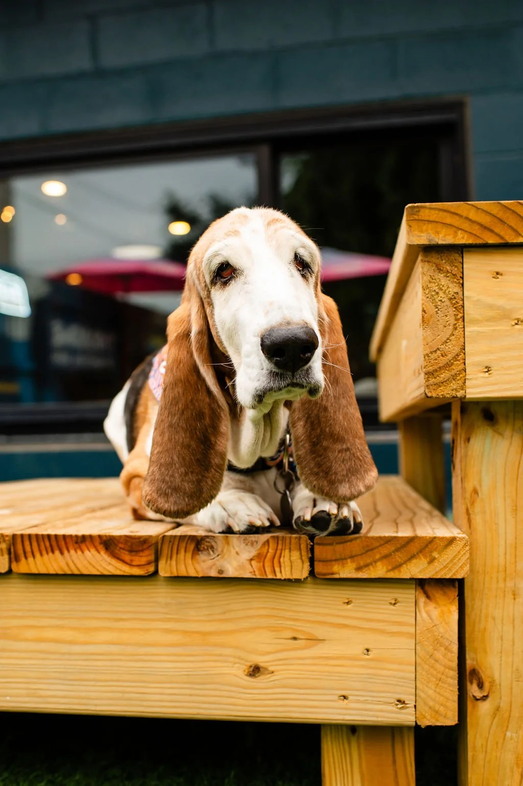 ODBBarktoberfest-37.jpg