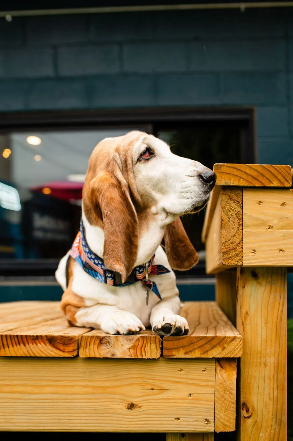 ODBBarktoberfest-38.jpg