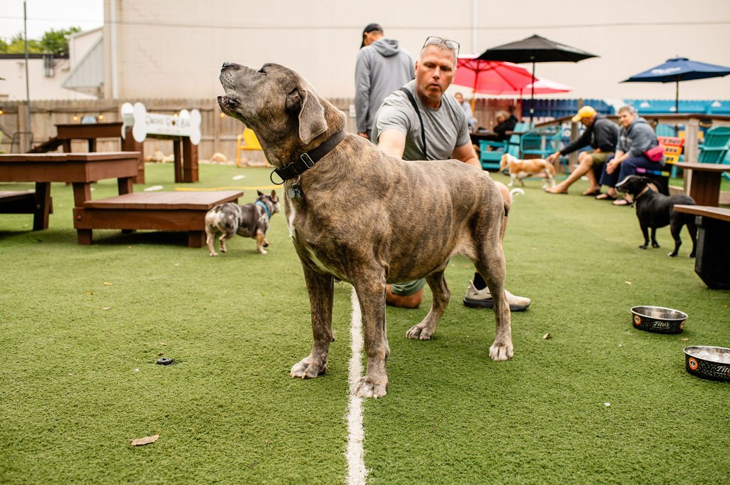 ODBBarktoberfest-41.jpg