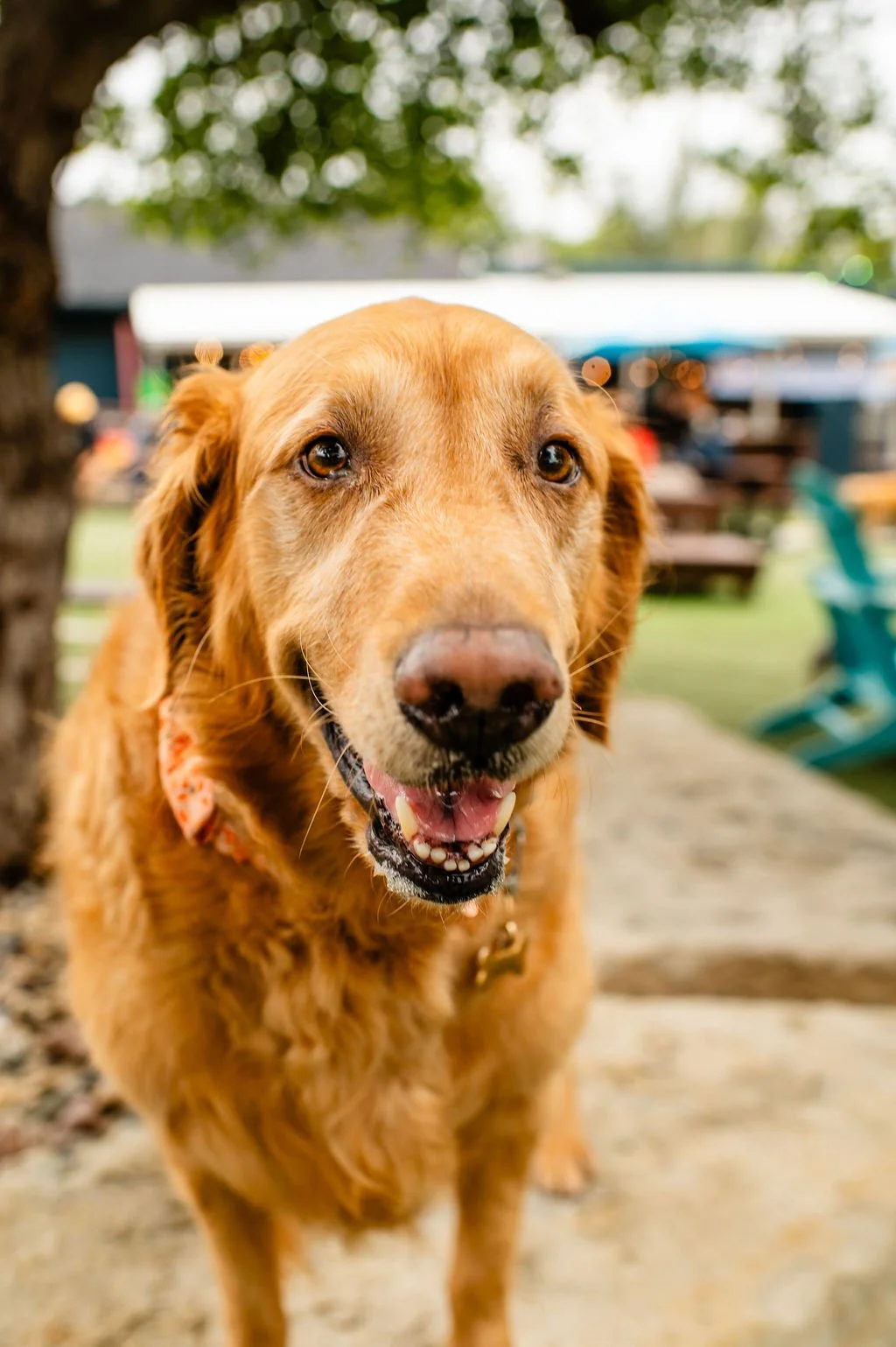 ODBBarktoberfest-42.jpg