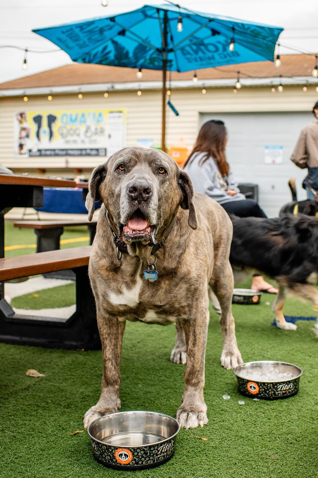 ODBBarktoberfest-45.jpg