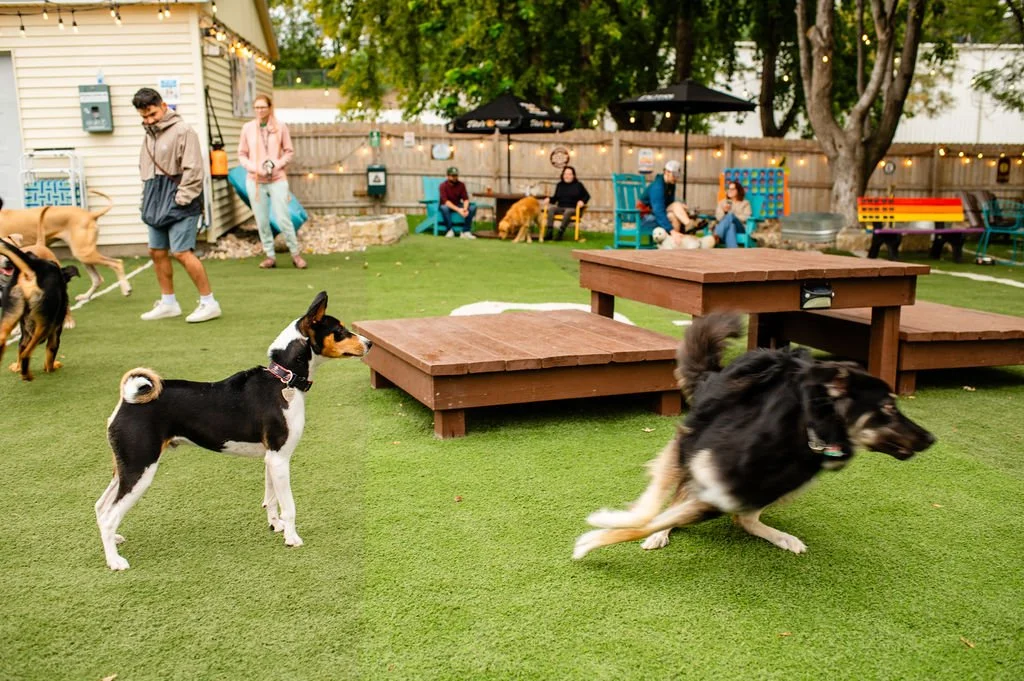 ODBBarktoberfest-46.jpg