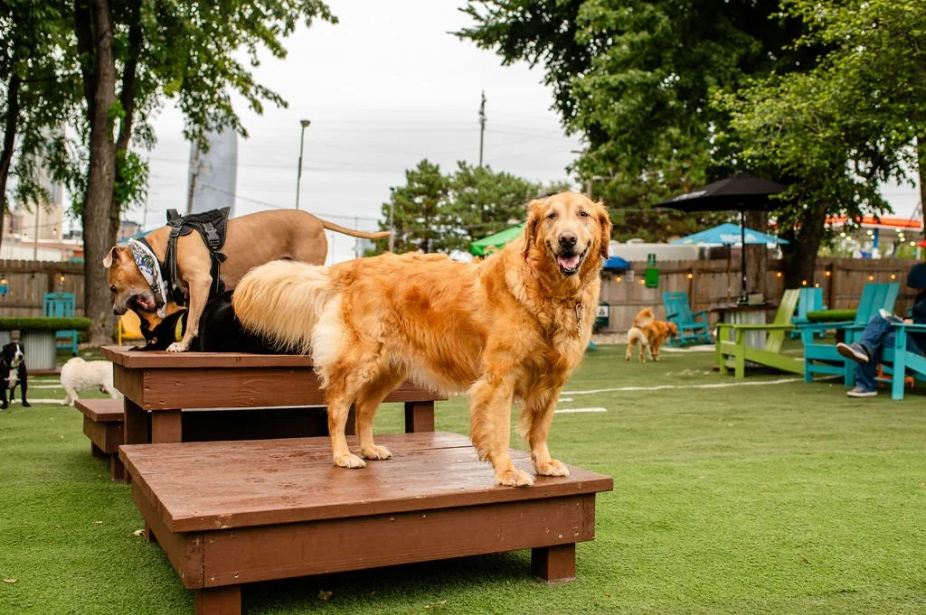 ODBBarktoberfest-48.jpg