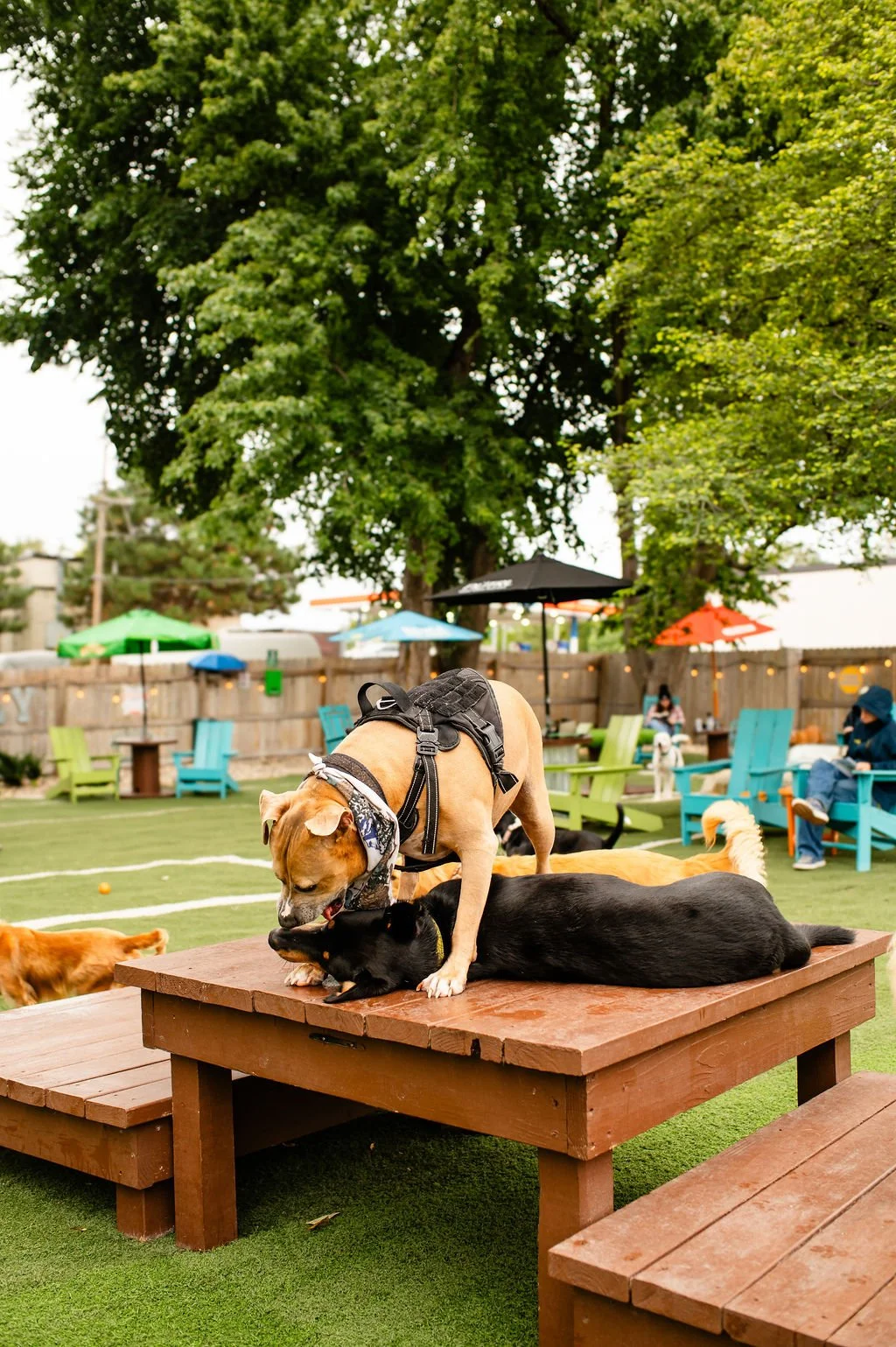ODBBarktoberfest-50.jpg