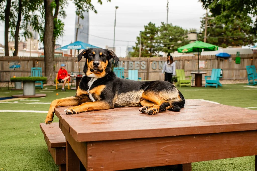 ODBBarktoberfest-52.jpg